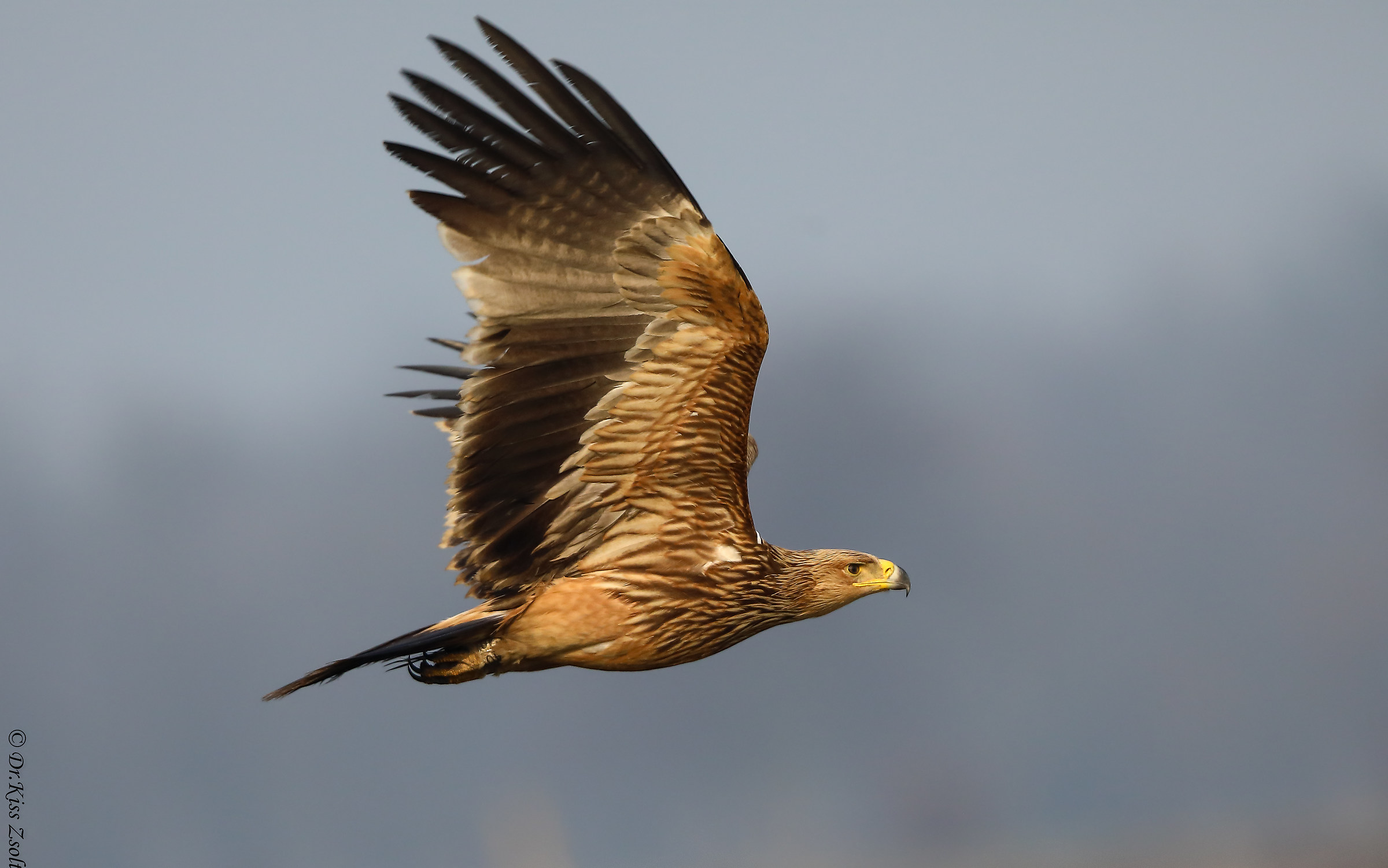 Aquila imperiale giovanile
