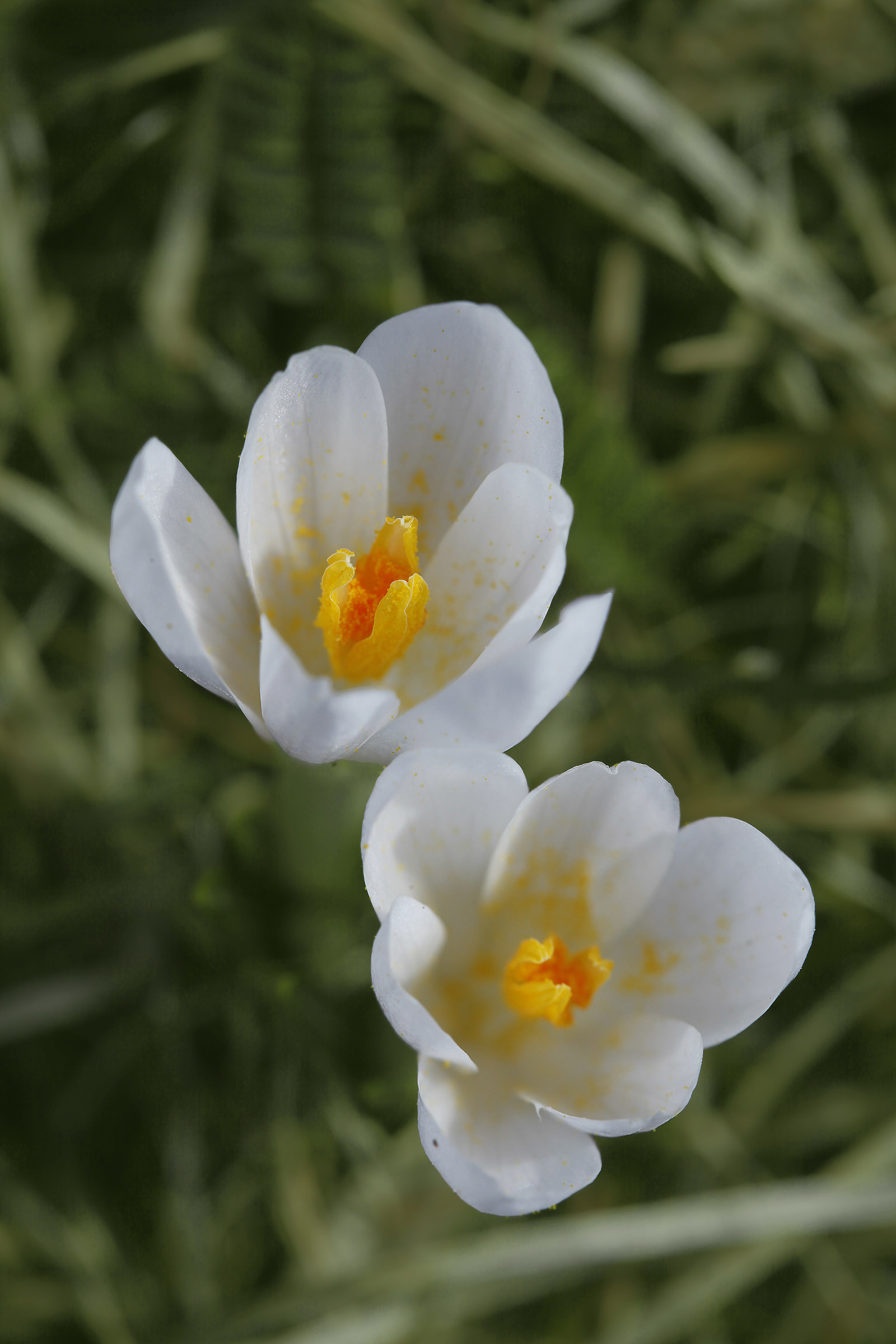 Crocus
