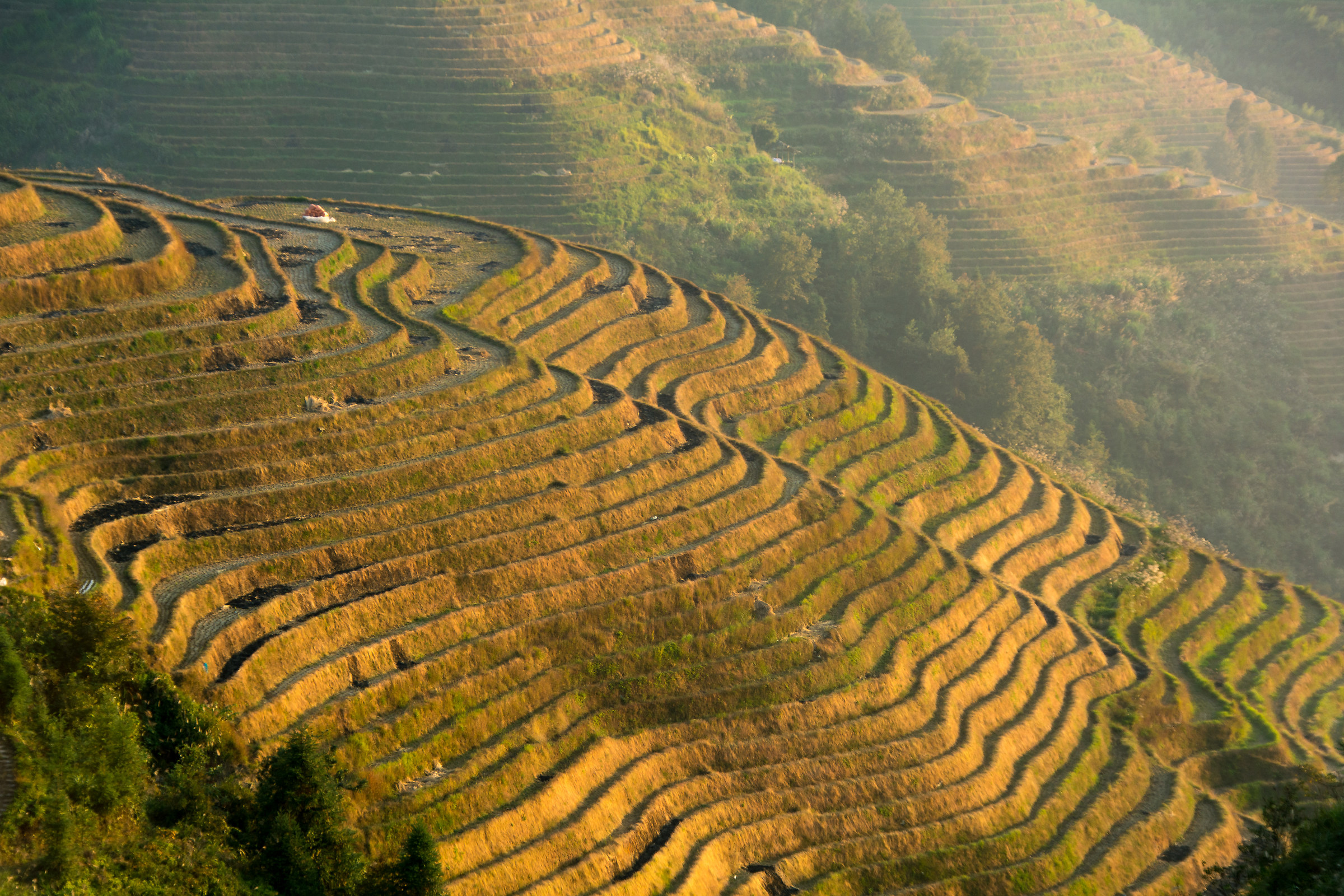 Terrazze di riso di Longsheng