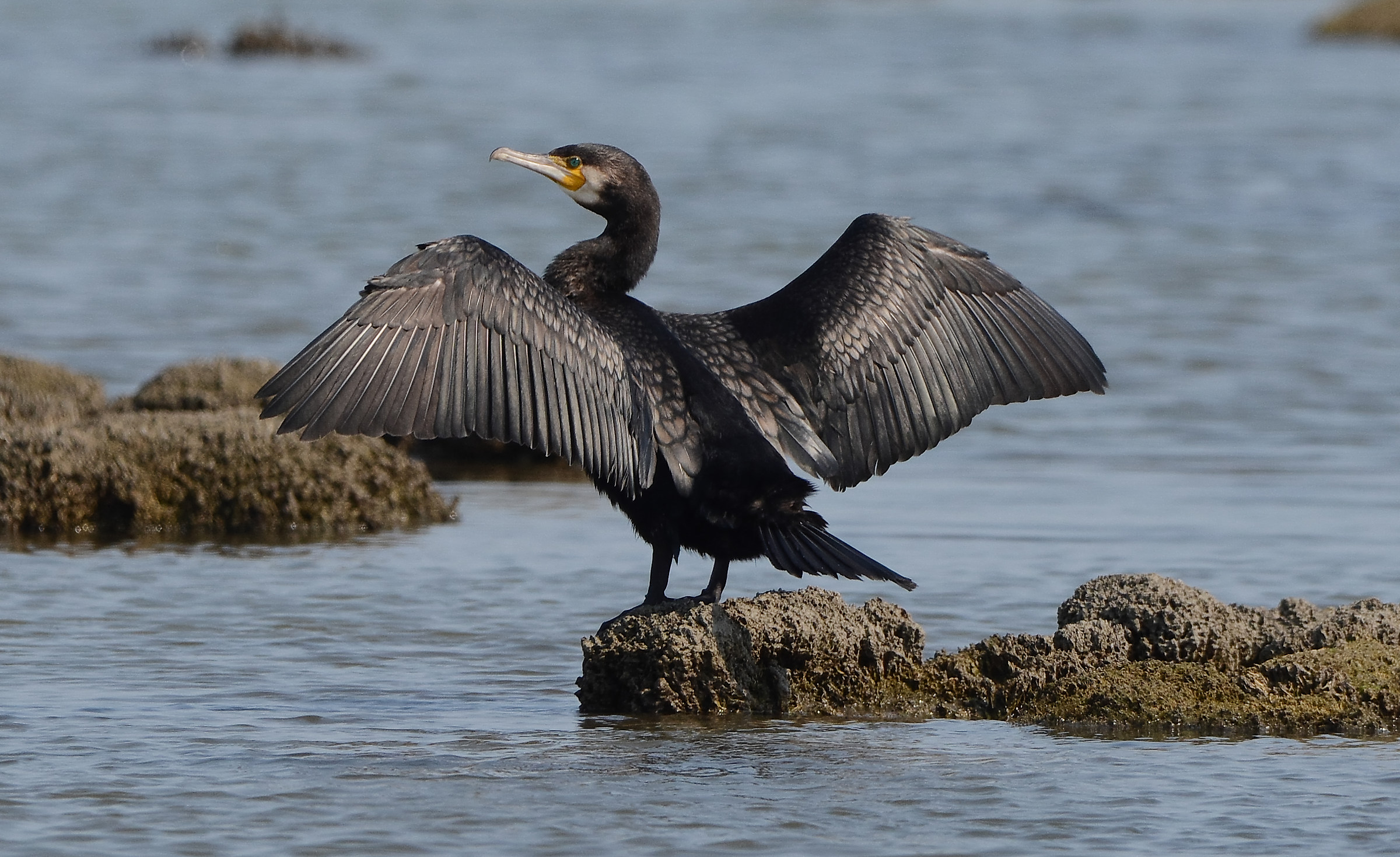 Cormorant