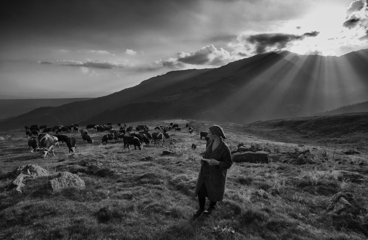 La mandria al tramonto