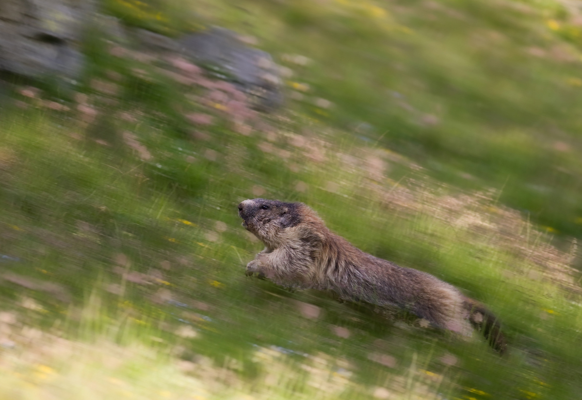 marmotta in panning