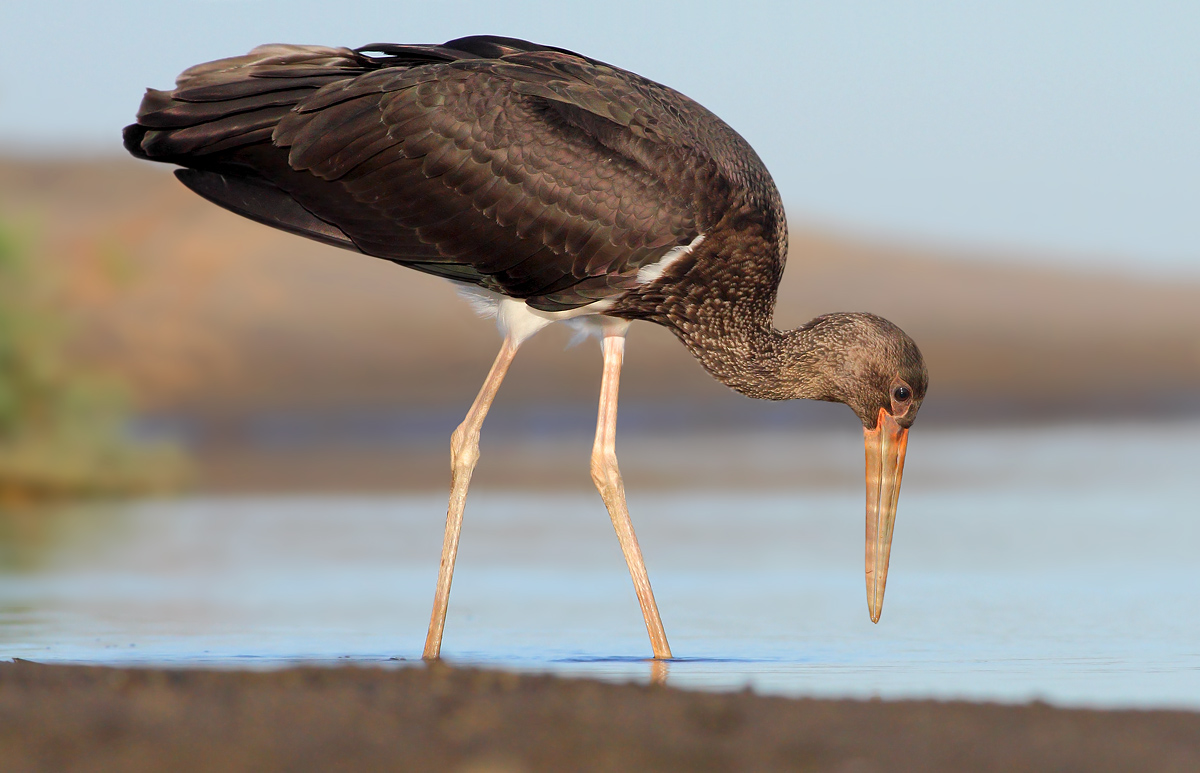 Black stork