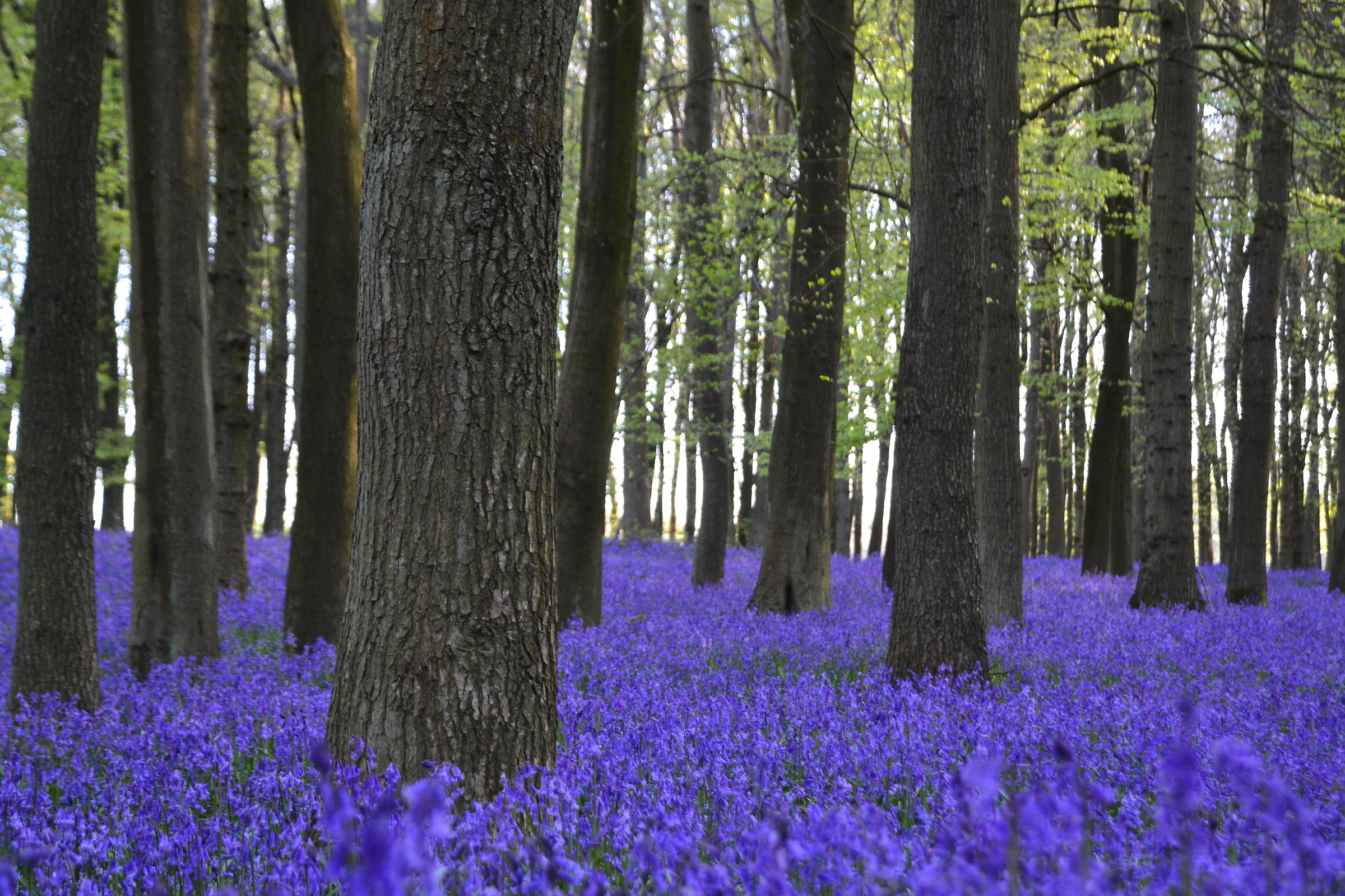 Bluebell woods