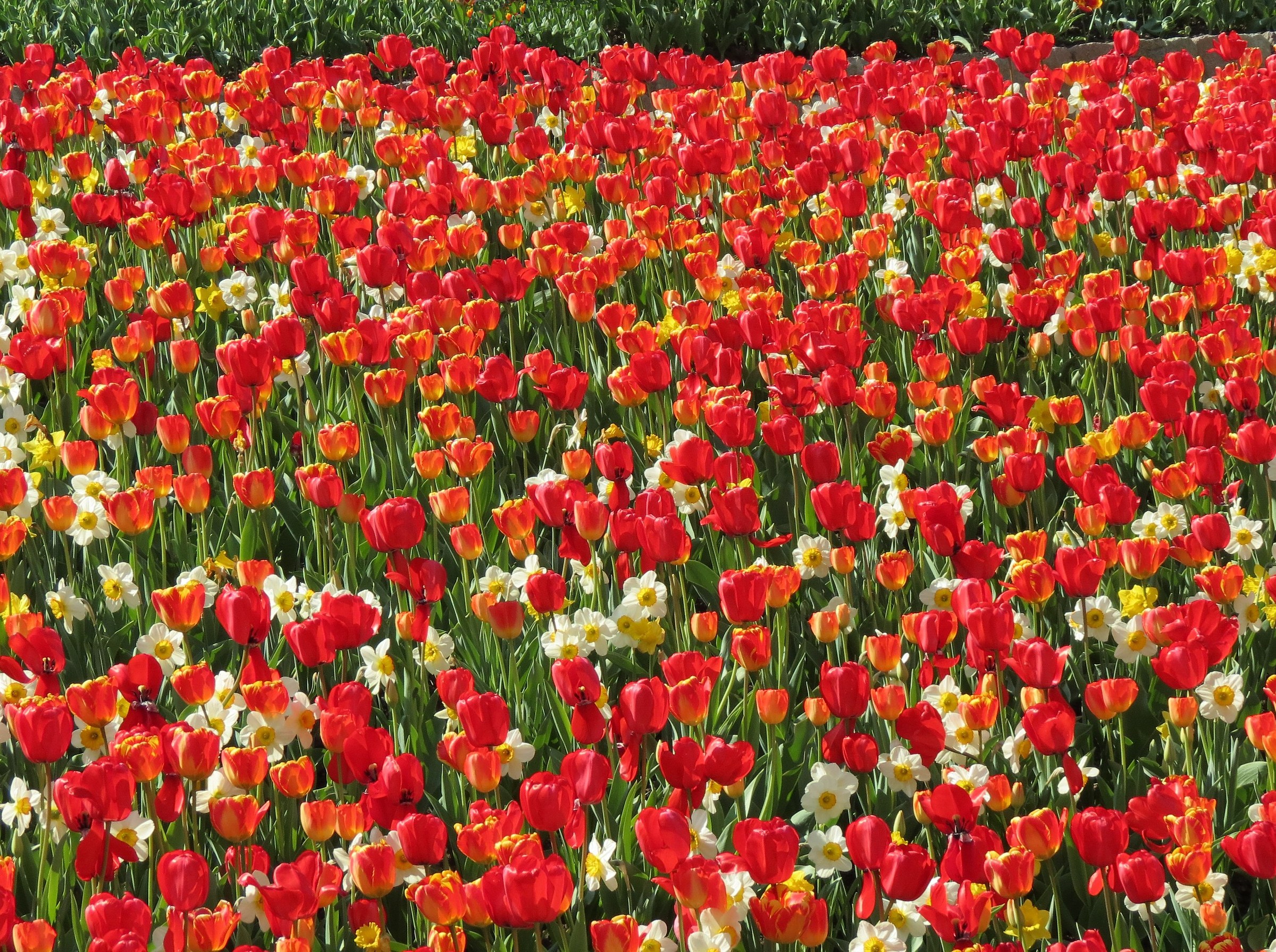 Tulips