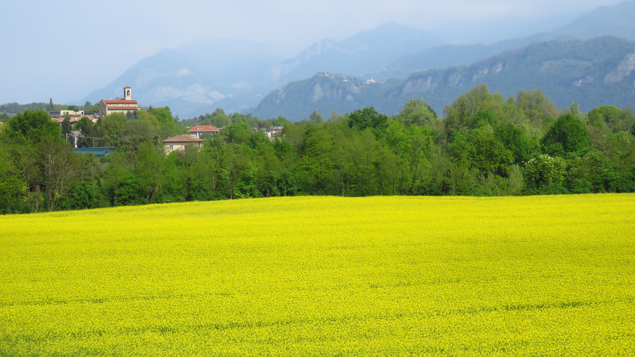 Campo di Colza in fiore