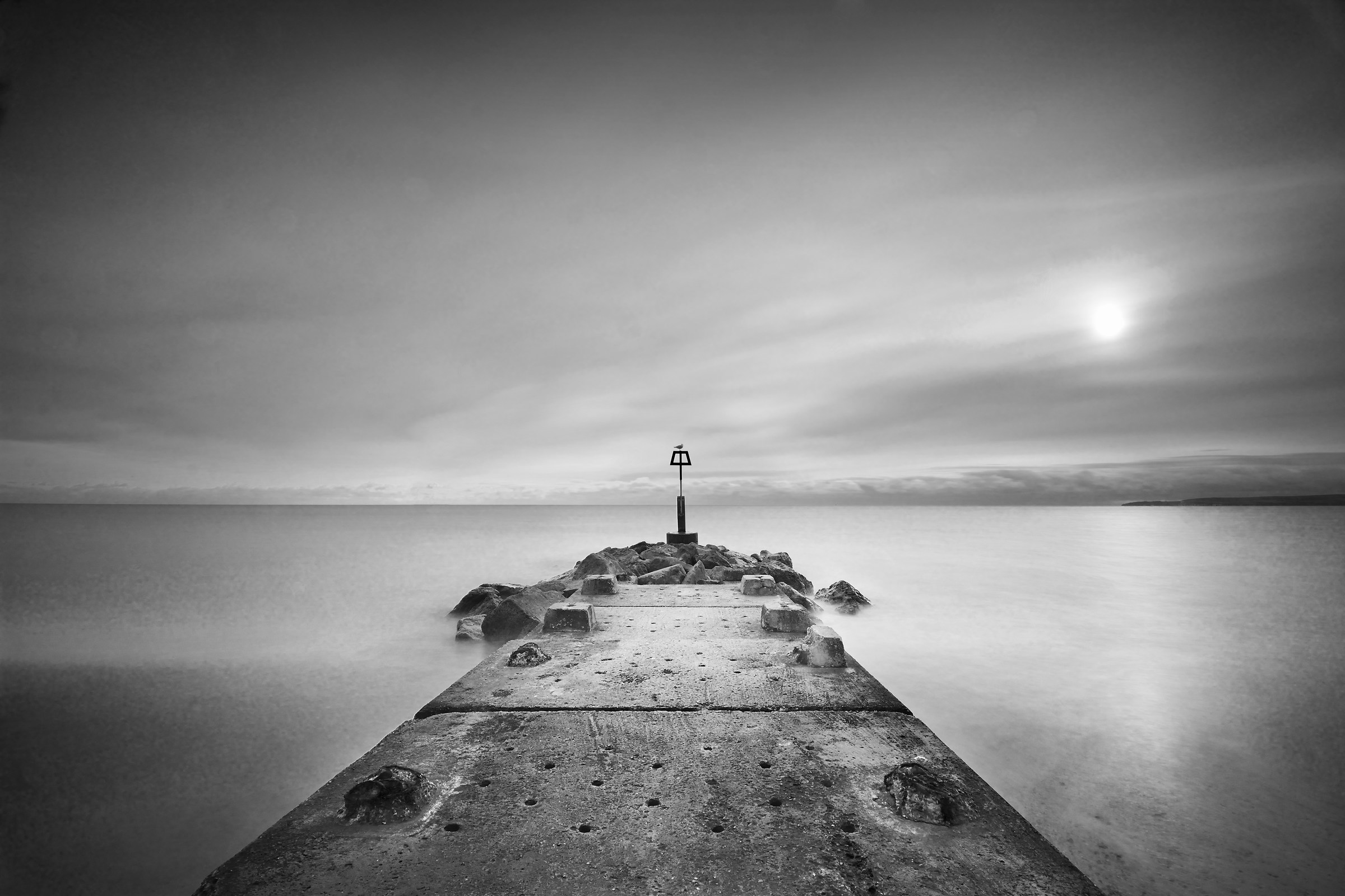 Il gabbiano che è rimasto immobile per 25 secondi!