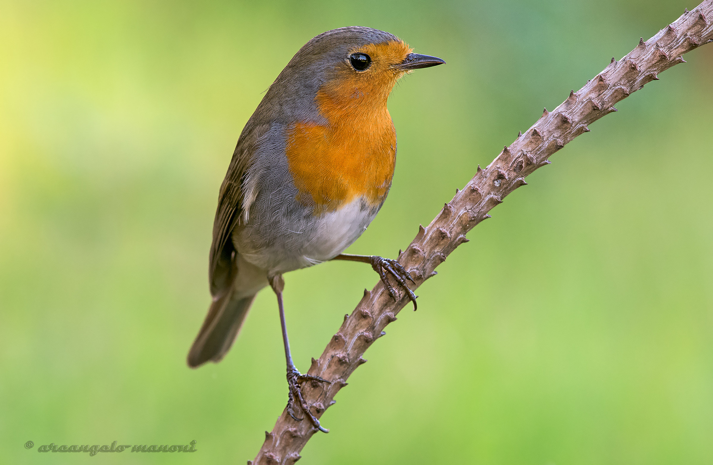 A red chest has no one