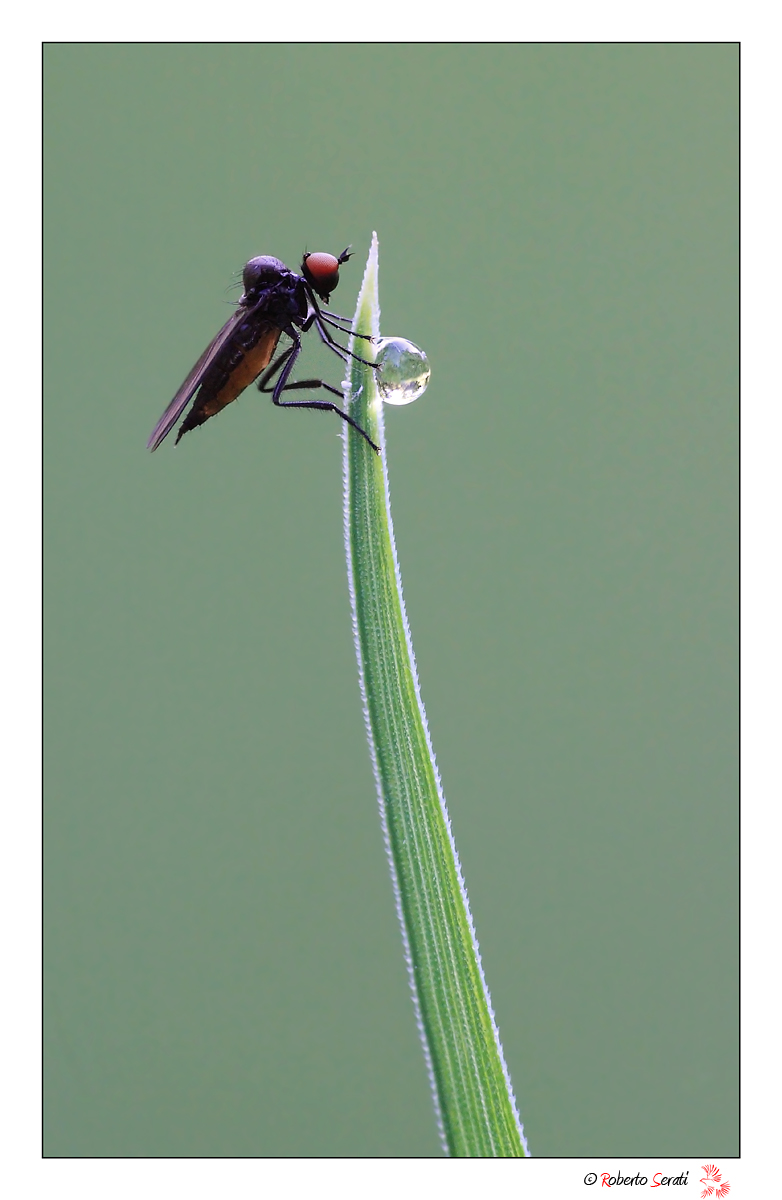 The drop and the fruit fly