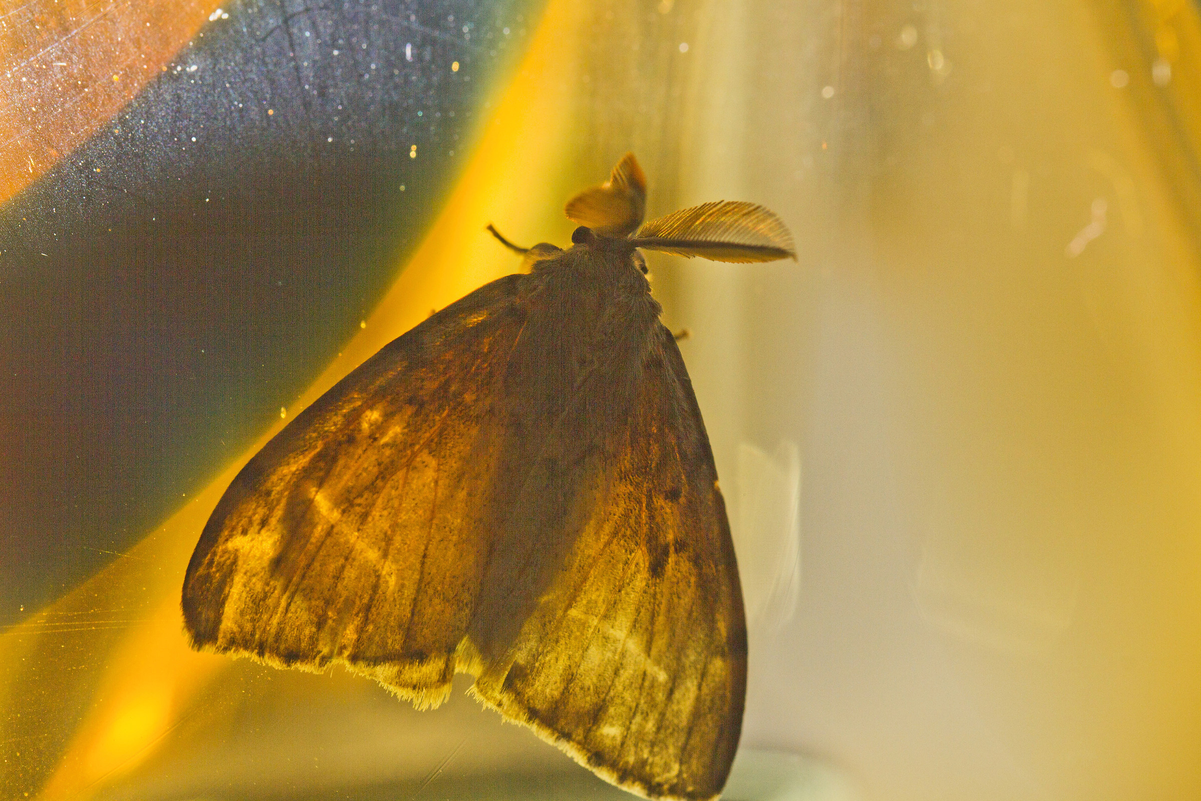 falena nella parte interna di un lampadario a campana
