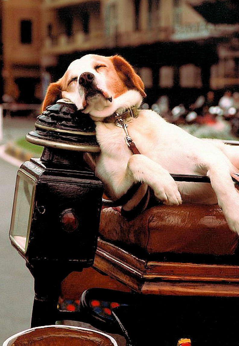 Maremma Dog cheating ...