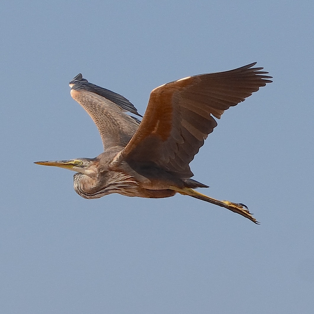 Red heron