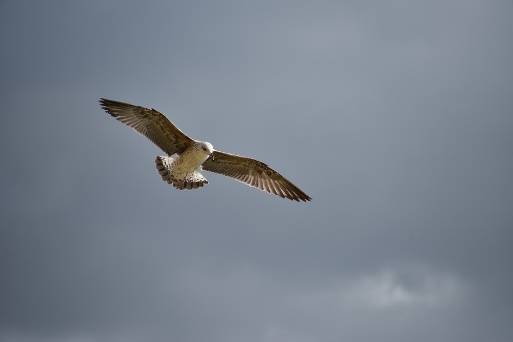 Il gabbiano infelice