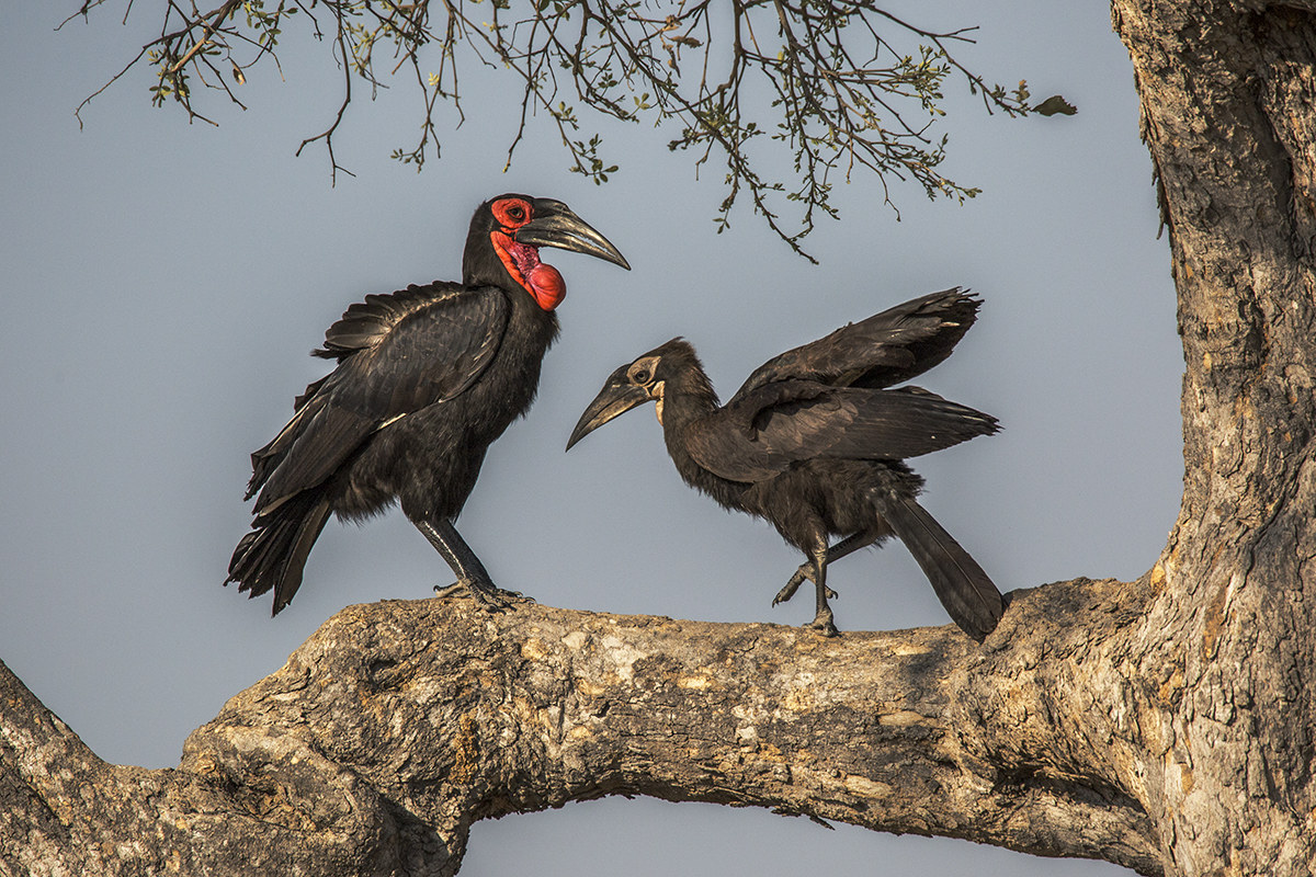 Couple of Bucorvo - Botswana -