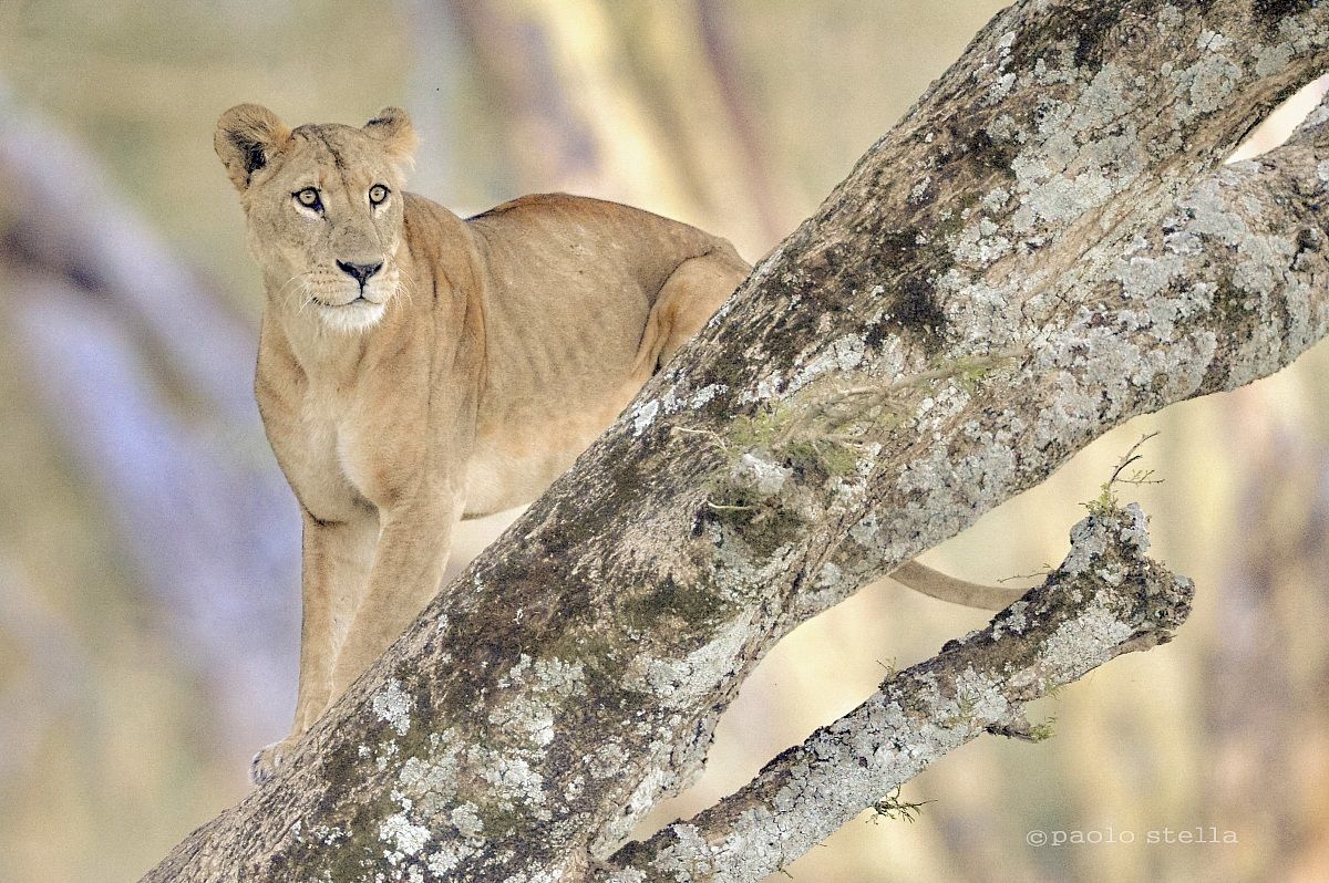 lioness on a tree