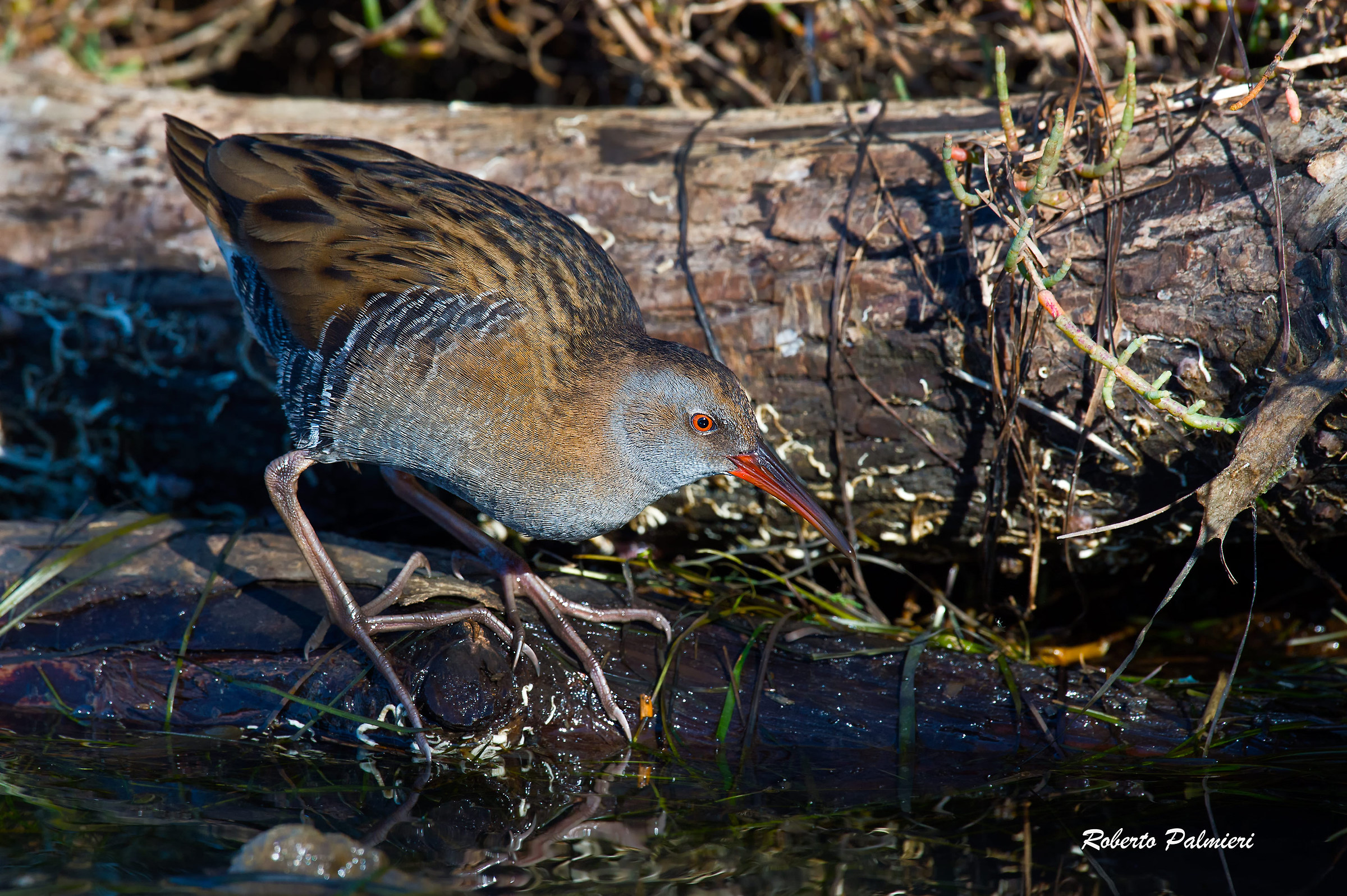 Porciglione (Rallus Acquaticus)