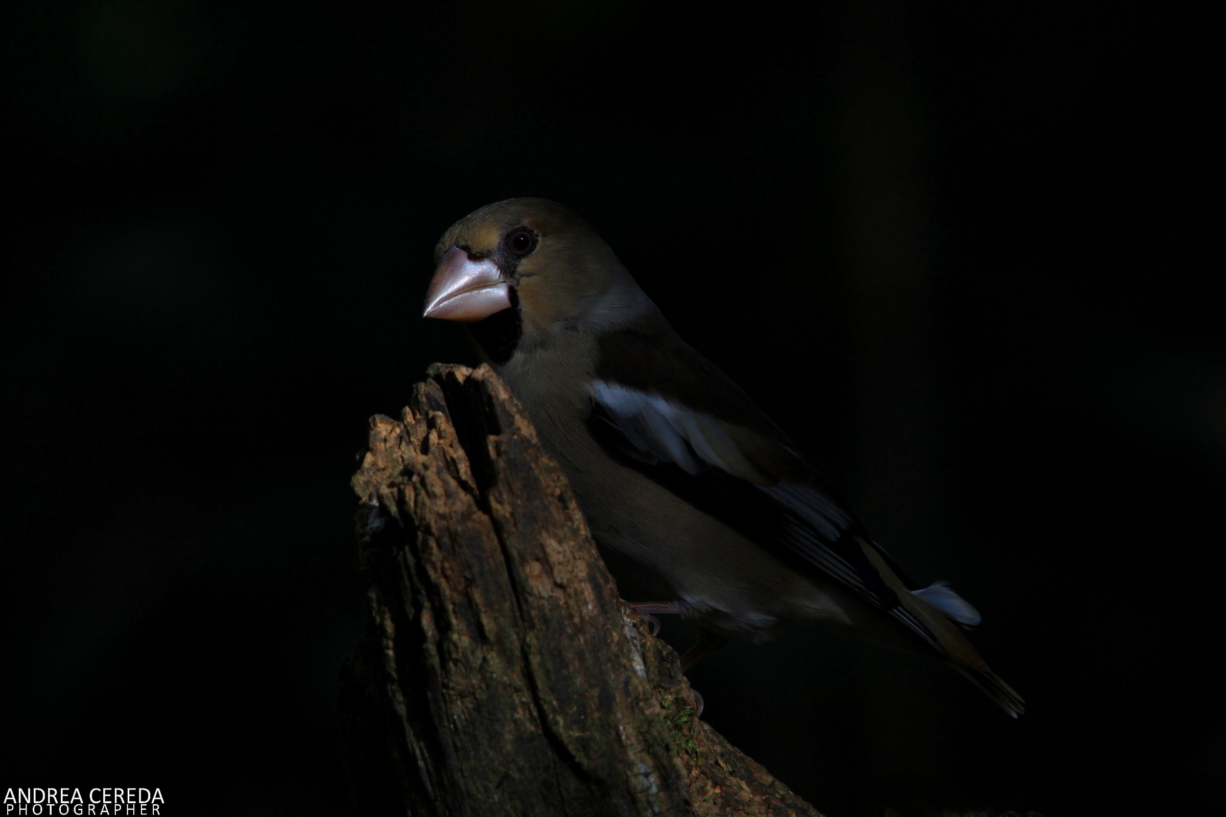 Coccothraustes coccothraustes - Frosone