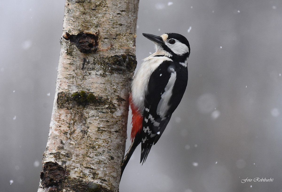 Snow ... on the big red ...