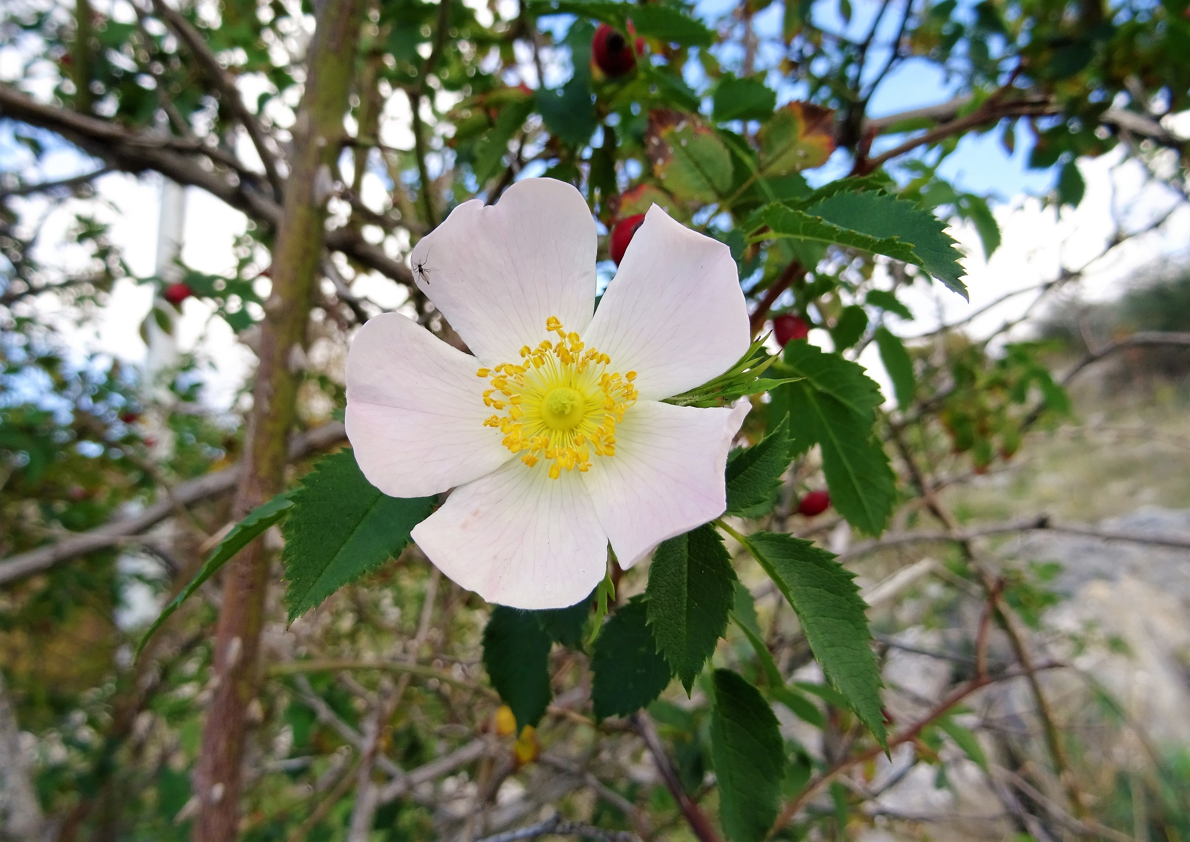 Rosa novembrina