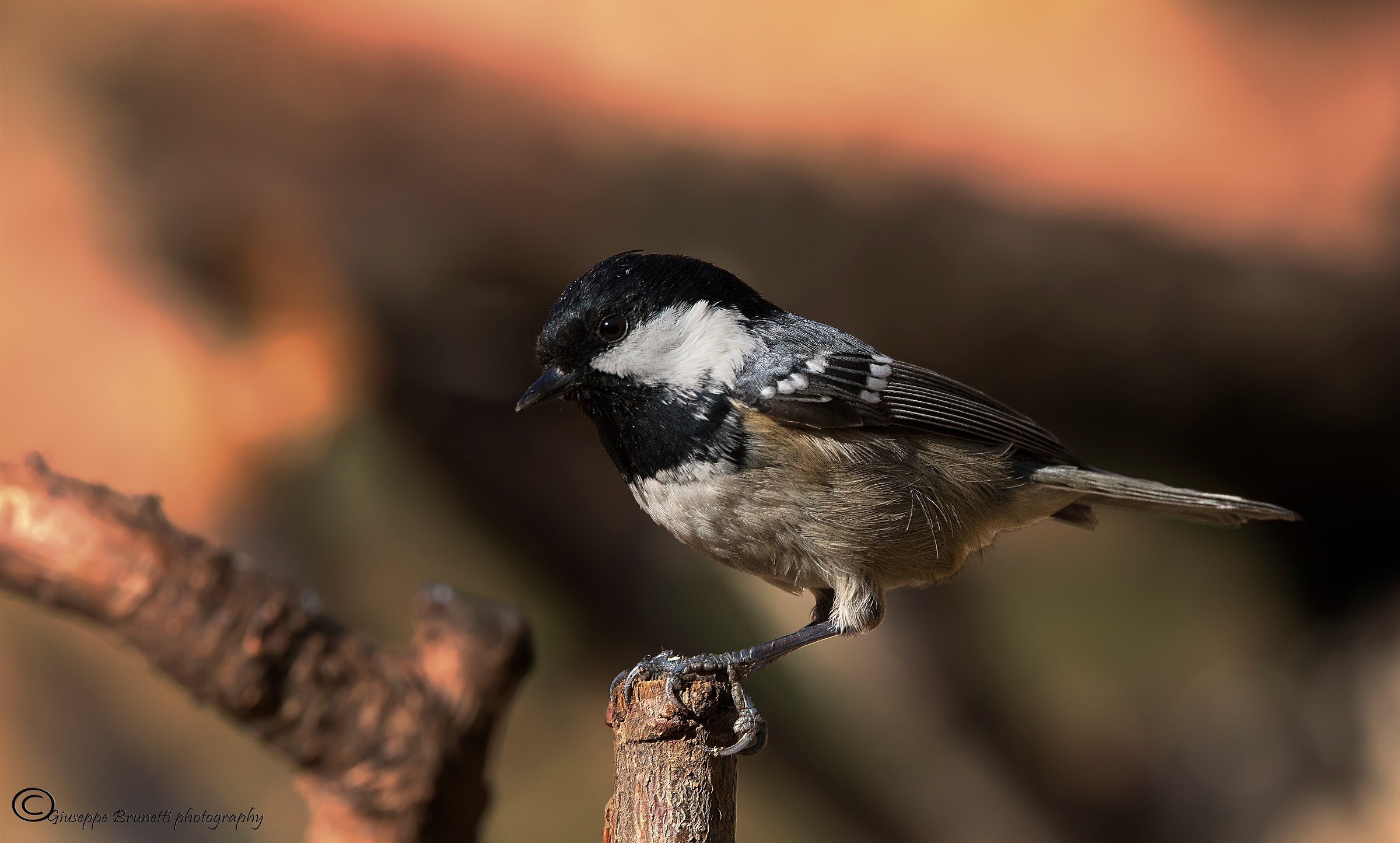 Cinnamon Sea Periparus ater