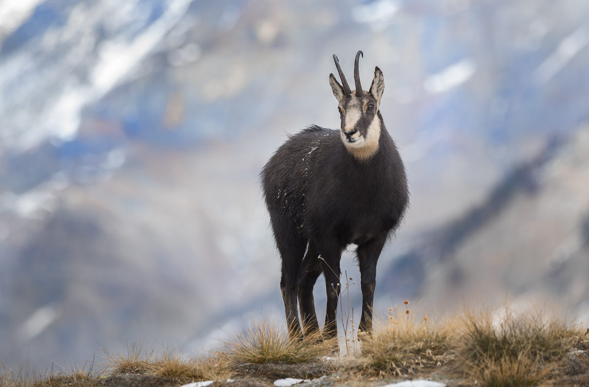 Chamois
