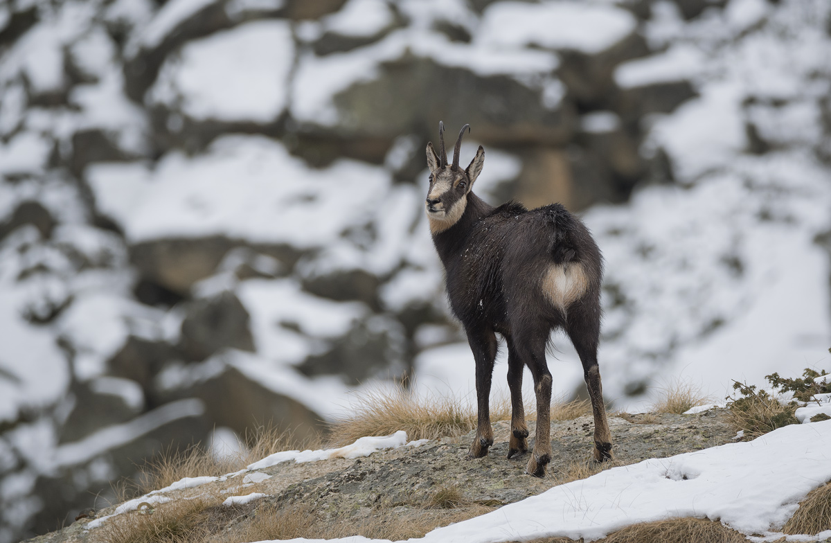 Chamois