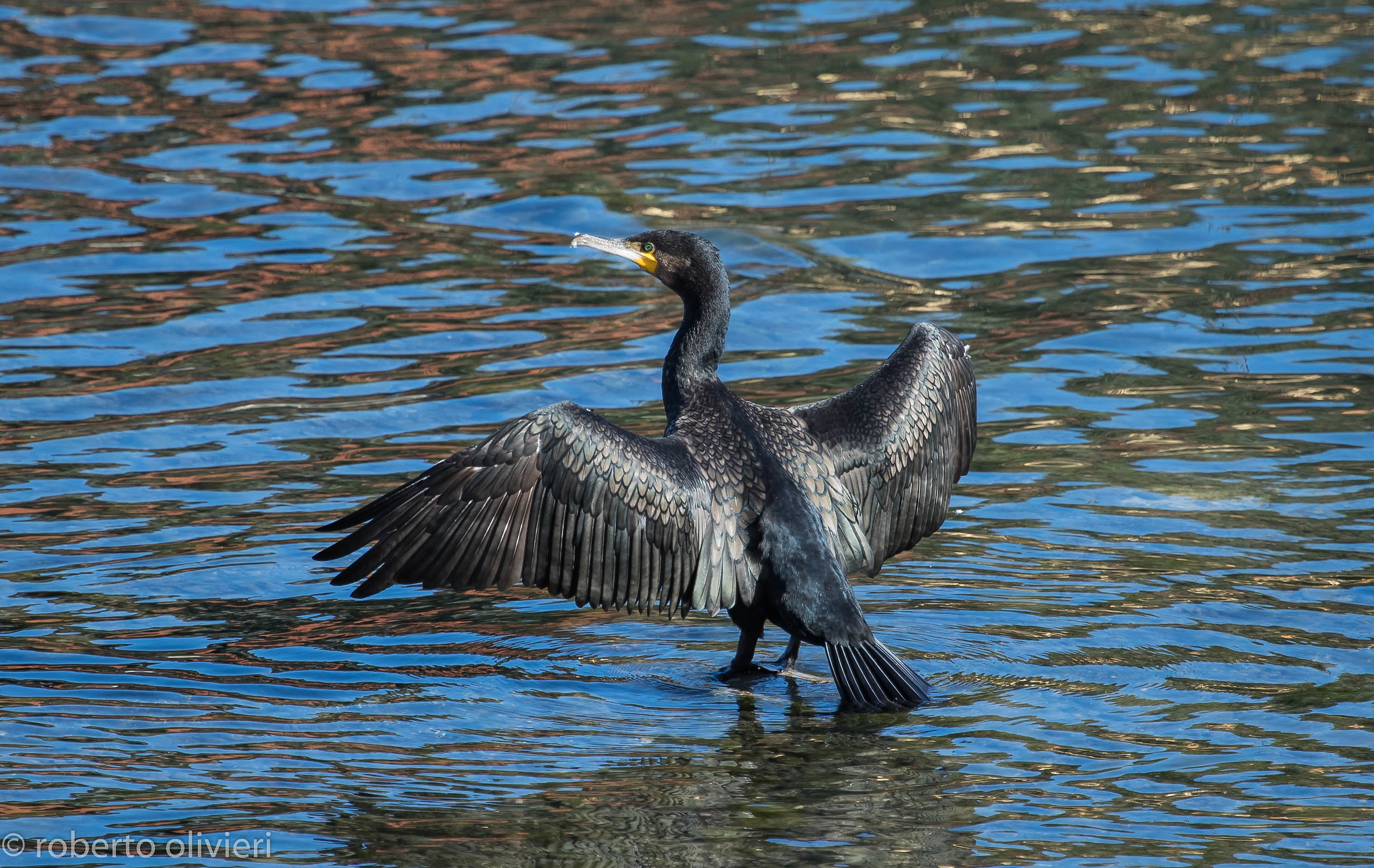 Cormorano
