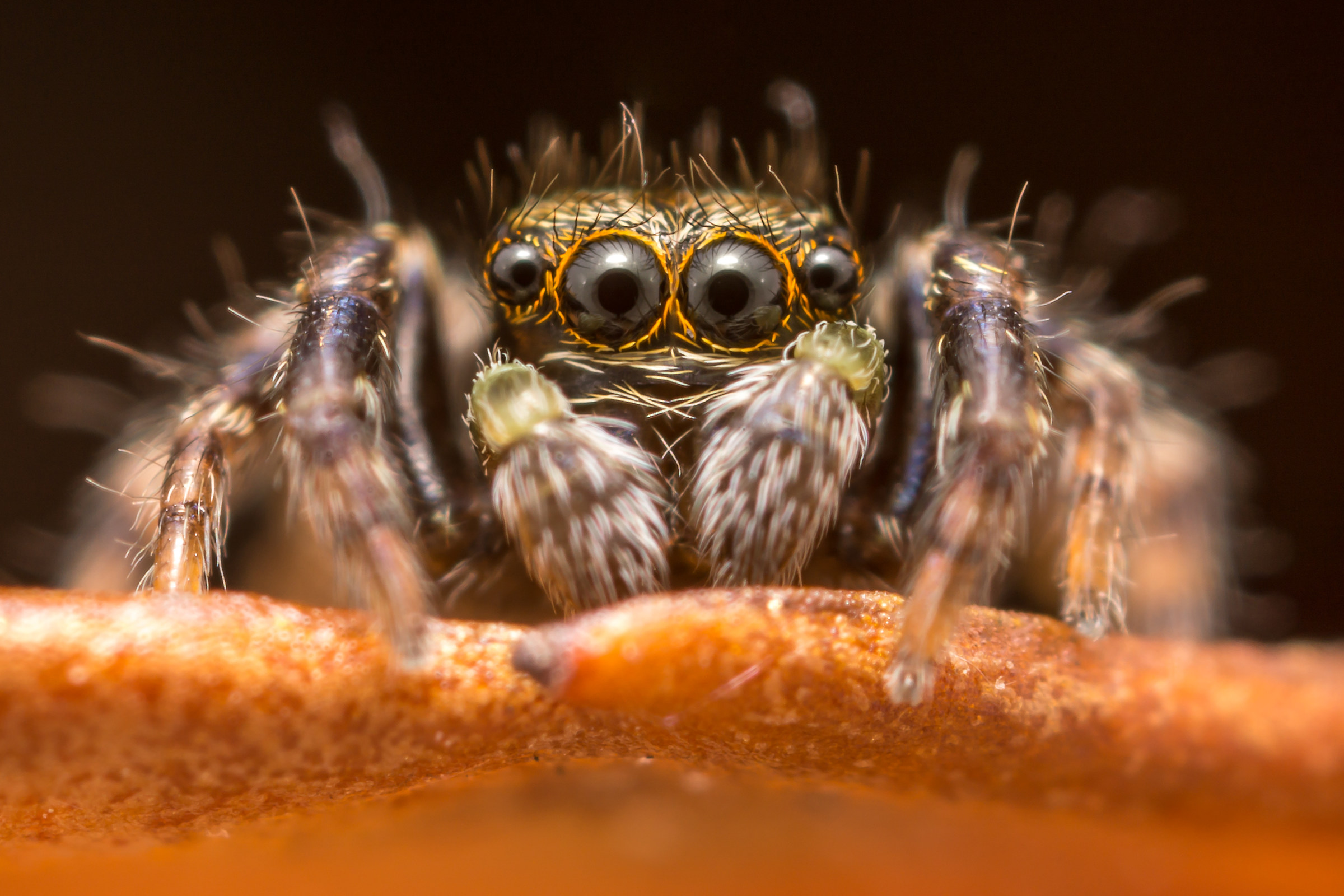 Jumping spider