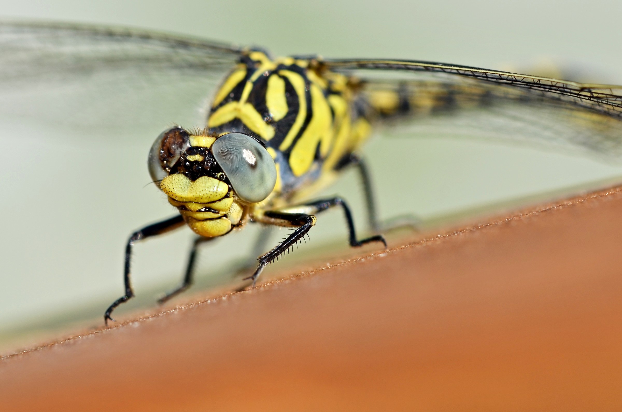 An enchanted dragonfly