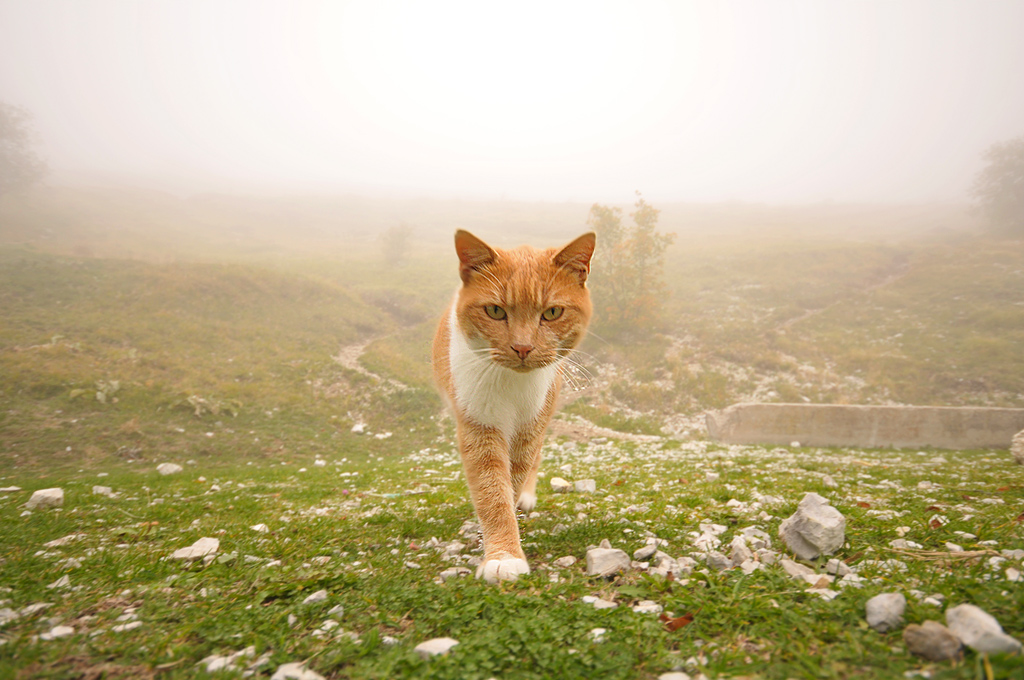 Il gatto nella nebbia