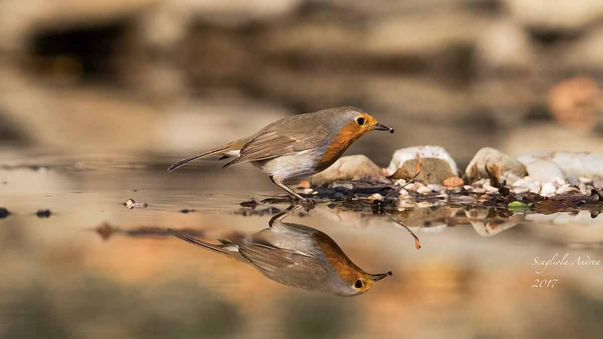 Ill riflesso del pettirosso