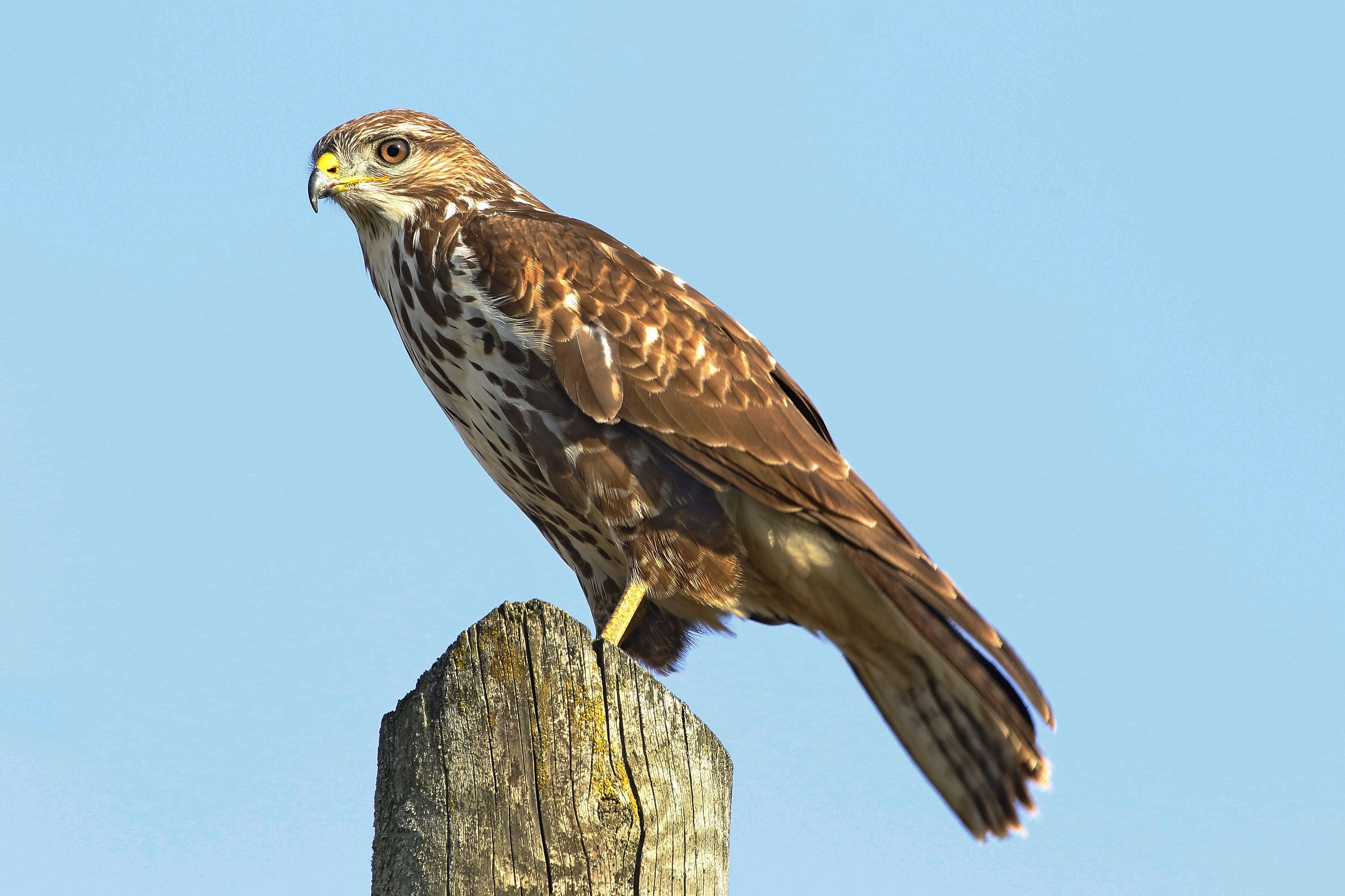 Buzzard