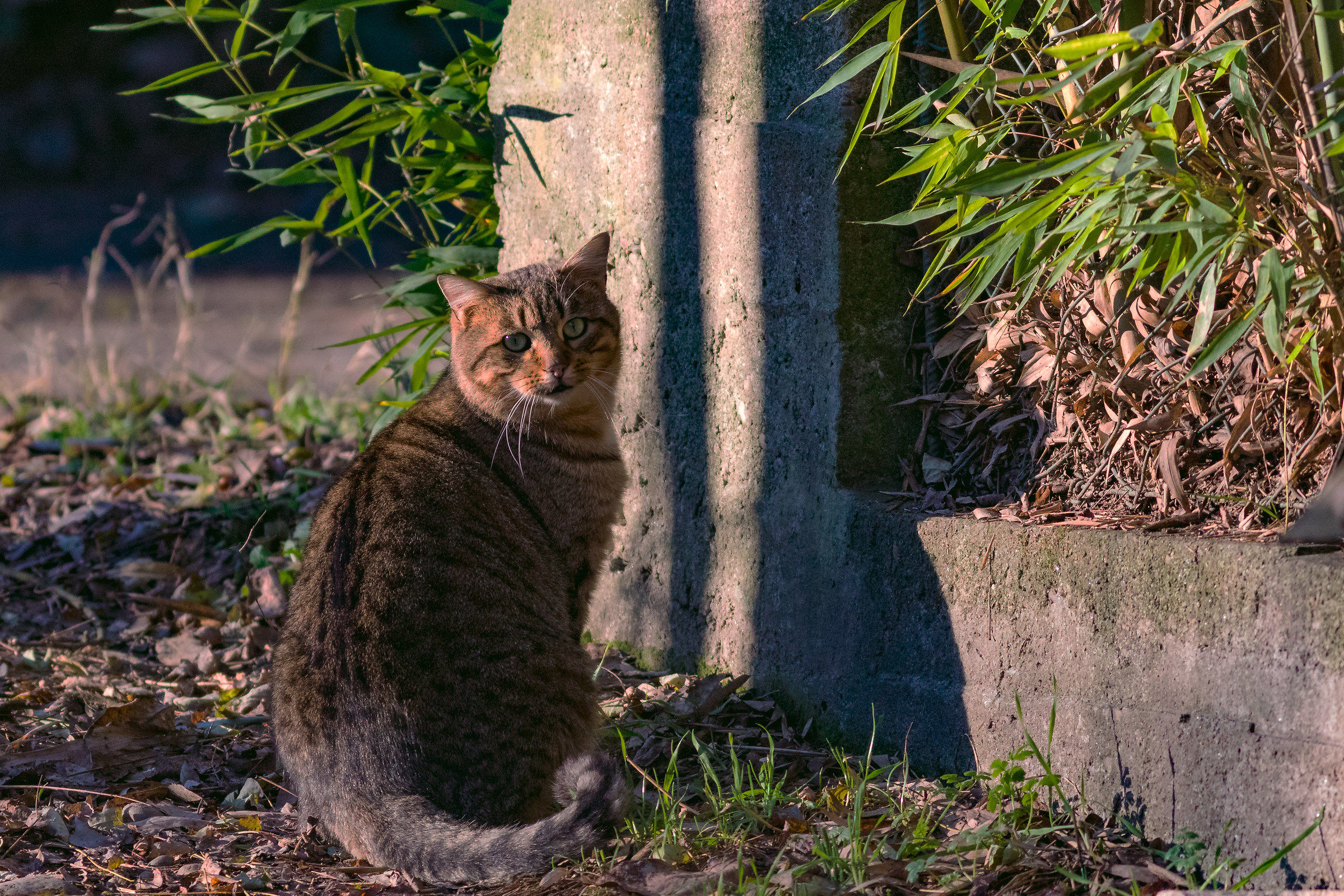 Povero ma bello e grasso