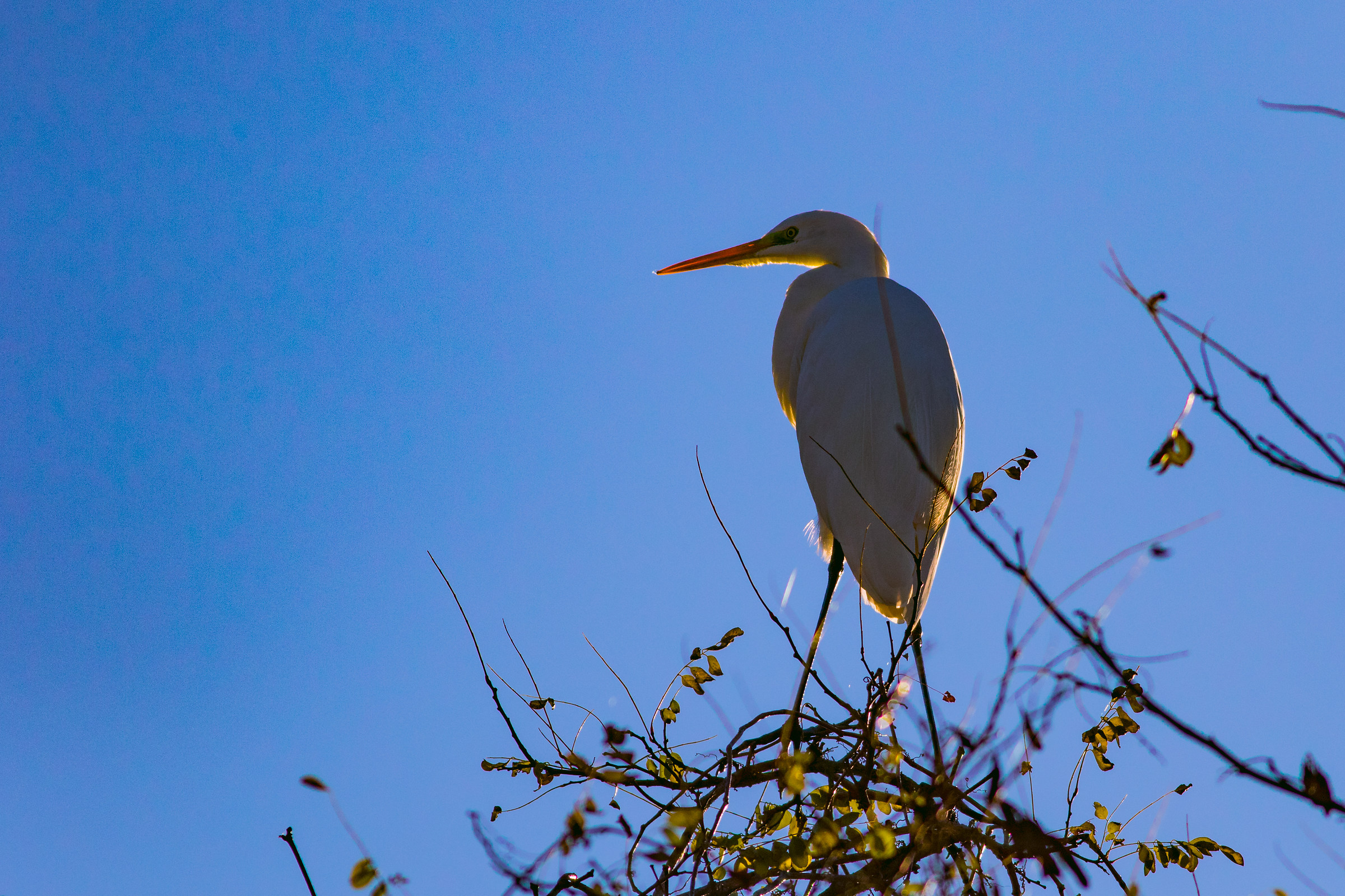 Where will my nest be ?????