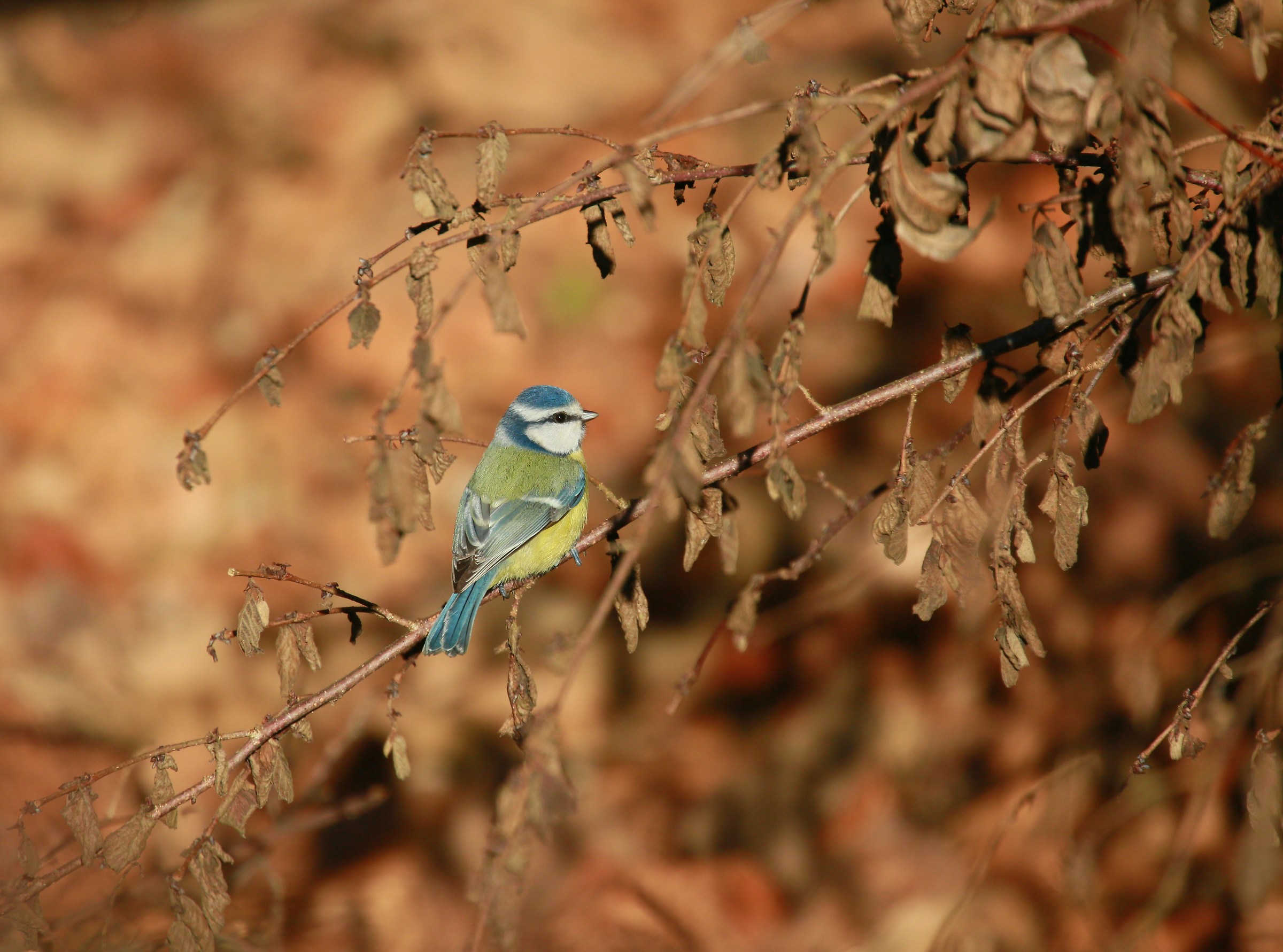 the forest of wonders