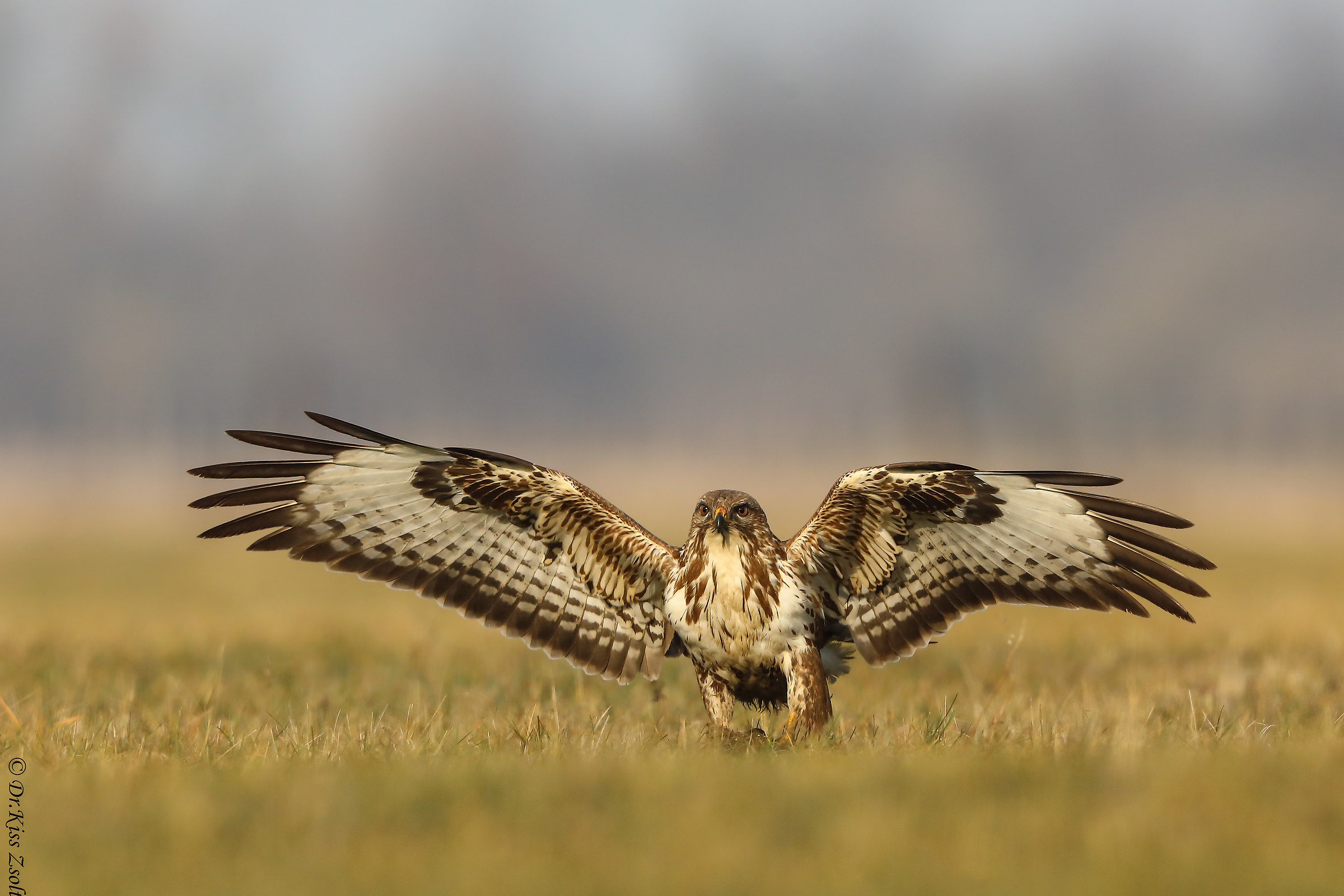 Atterraggio di poiana