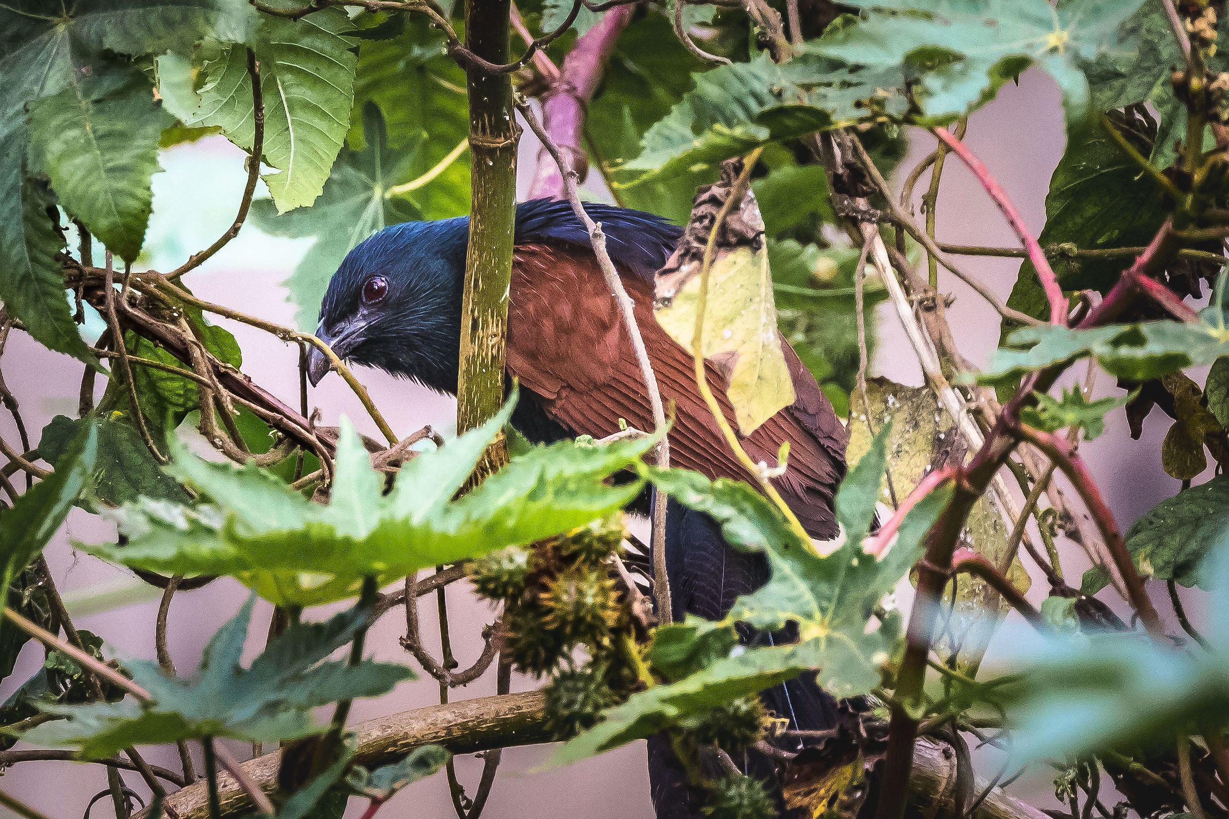 Coucal