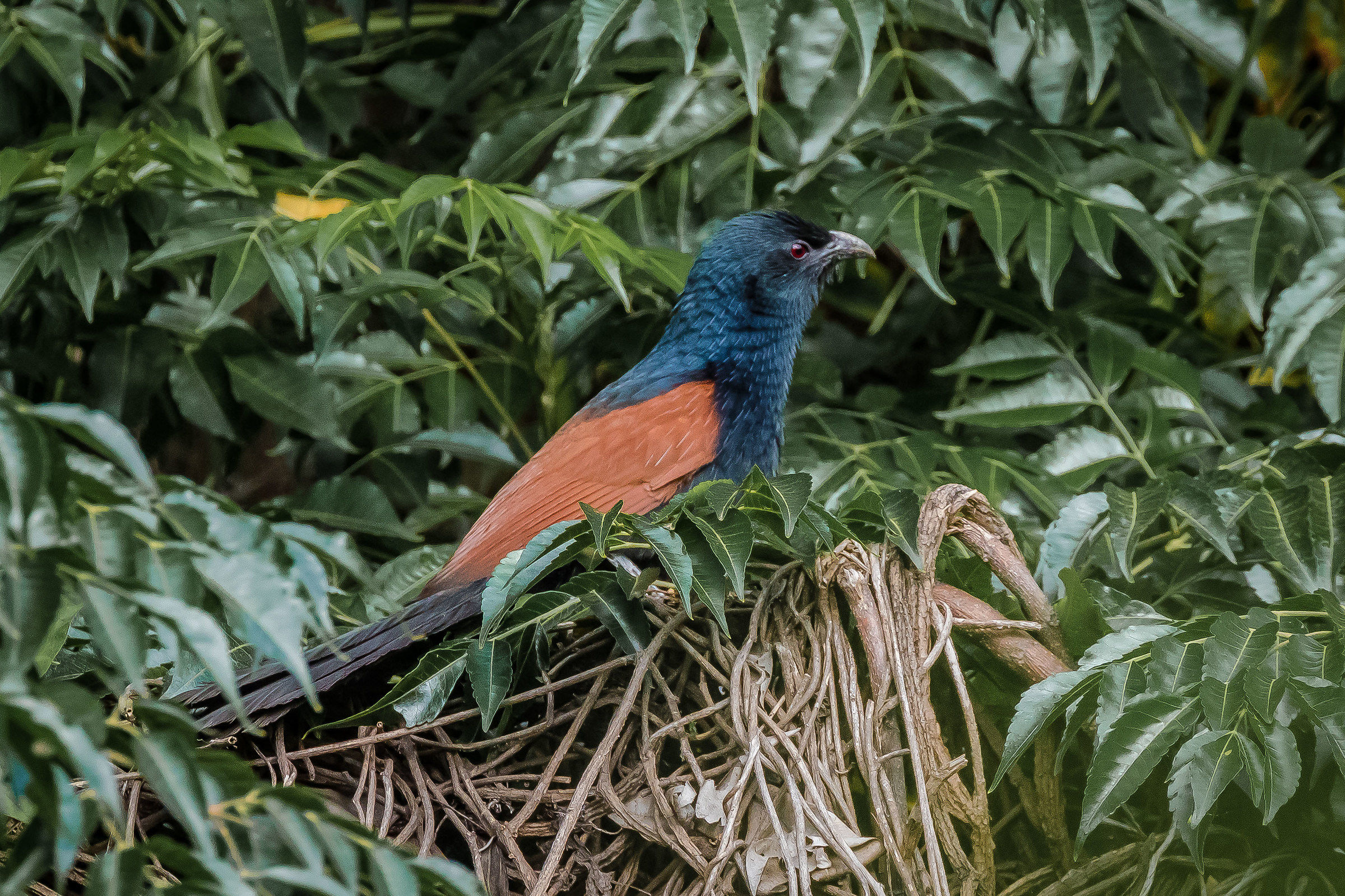 Coucal