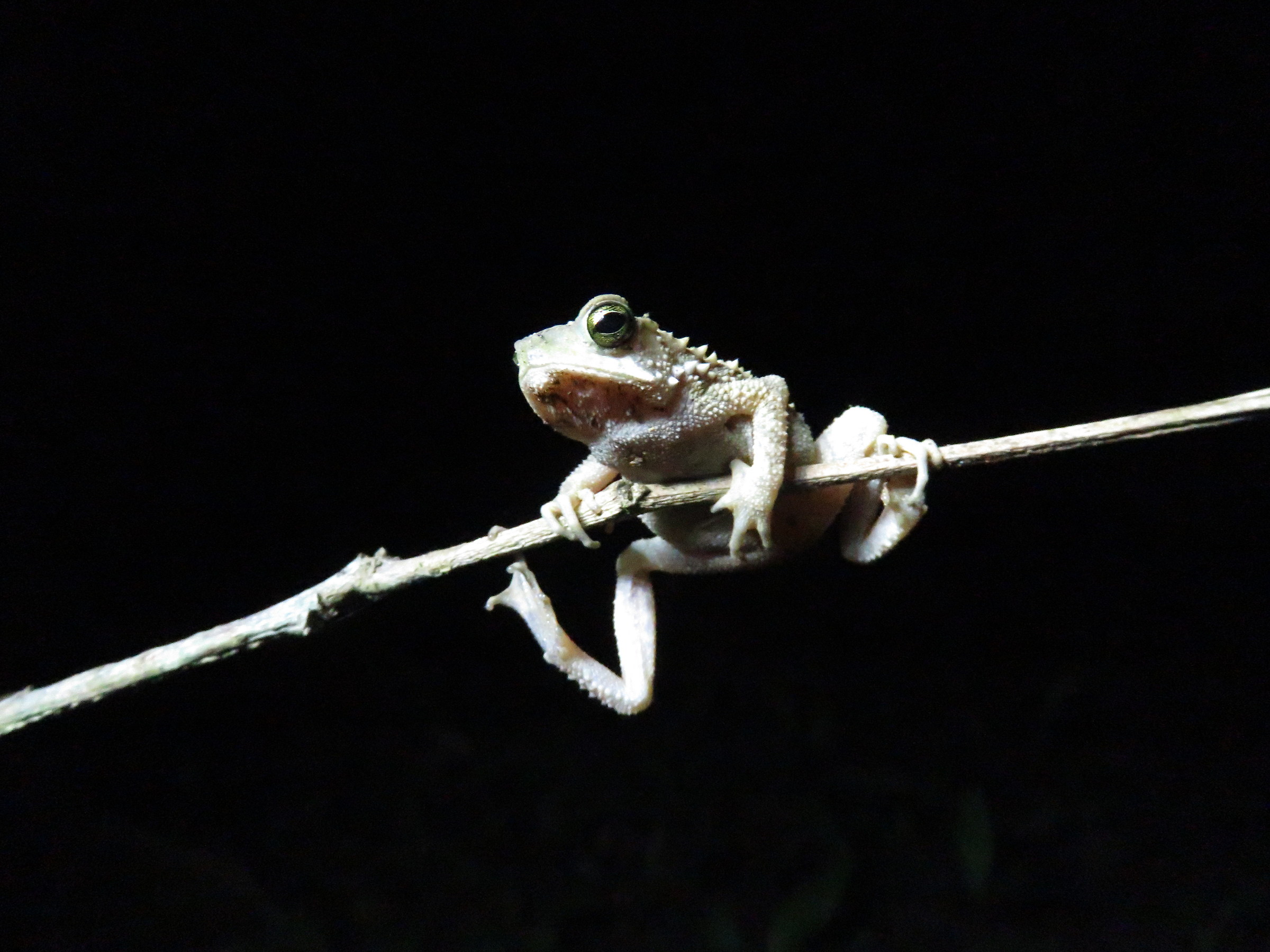Nightlife meeting in Costa Rica