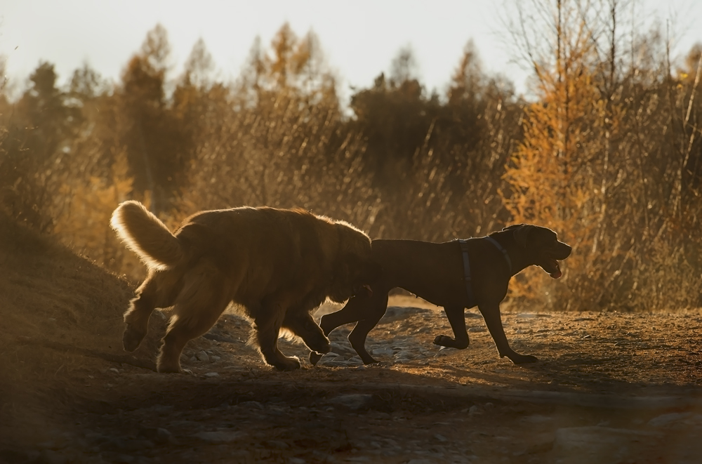 Do not run ... wait for me