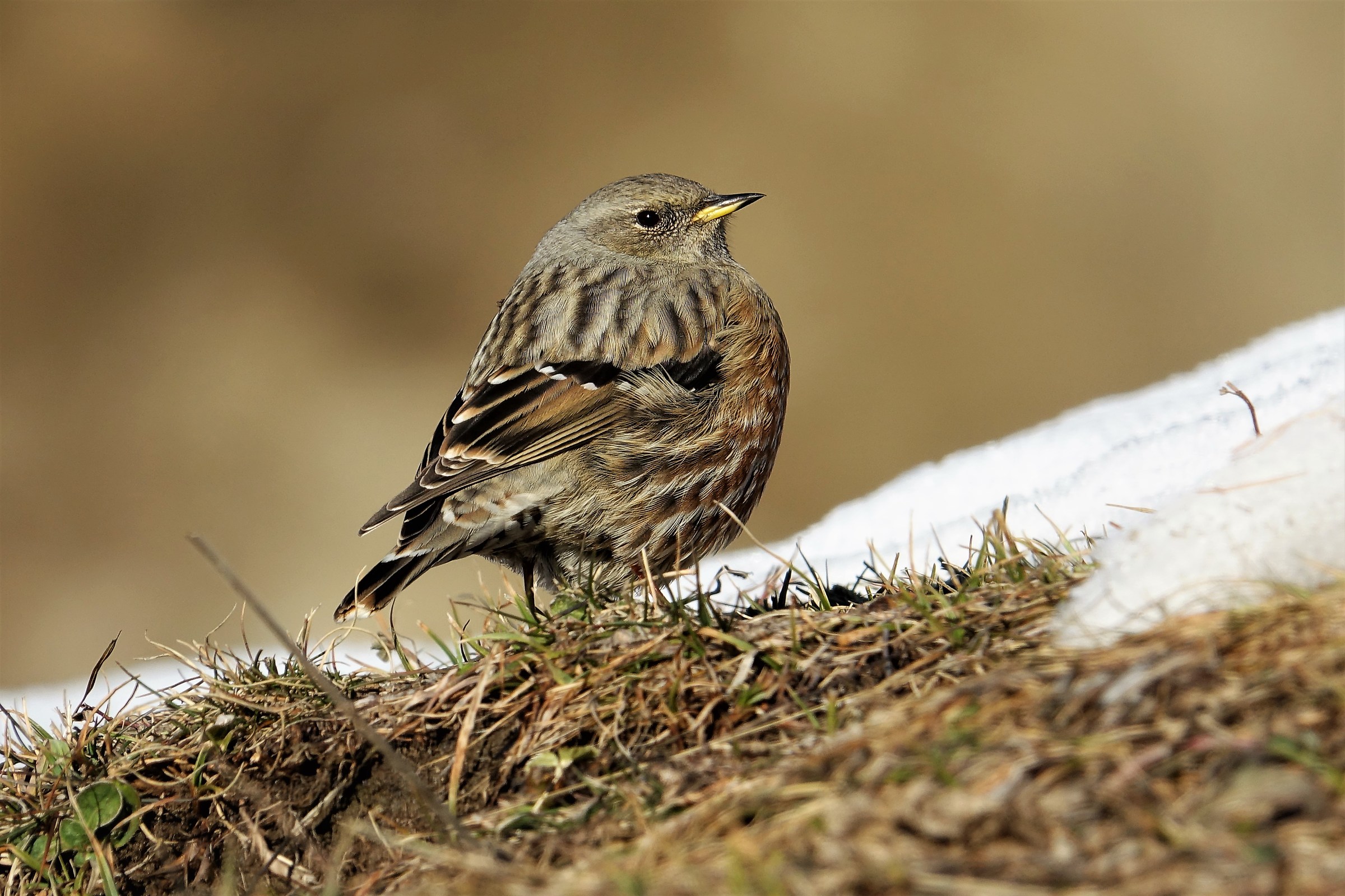 sordone - high Valley Grana