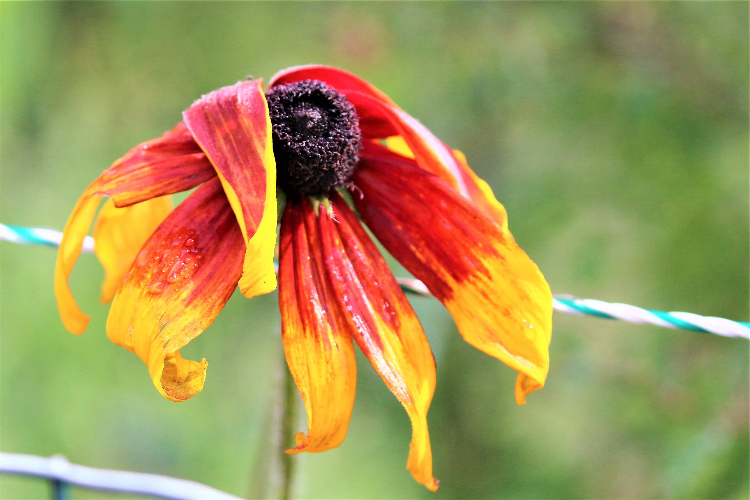 il sopravissuto.....