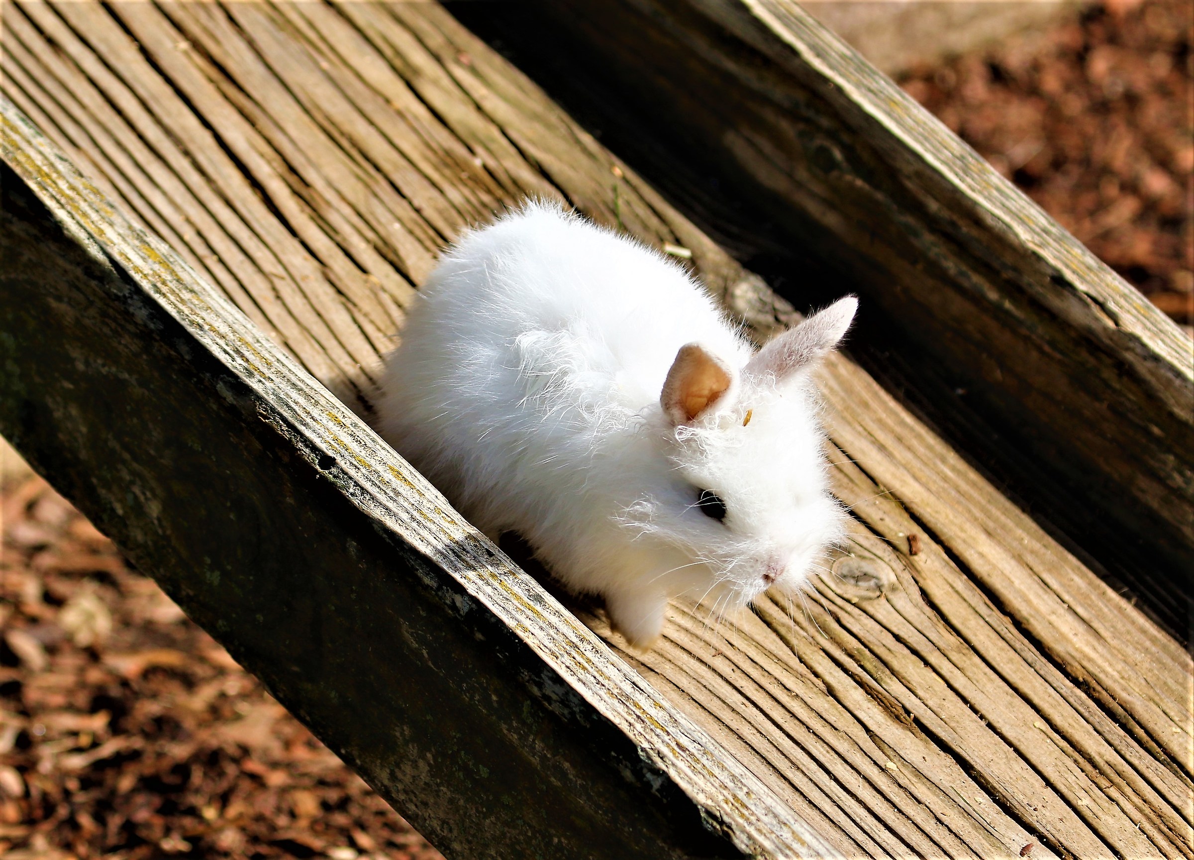 Battufolo di peli bianchi