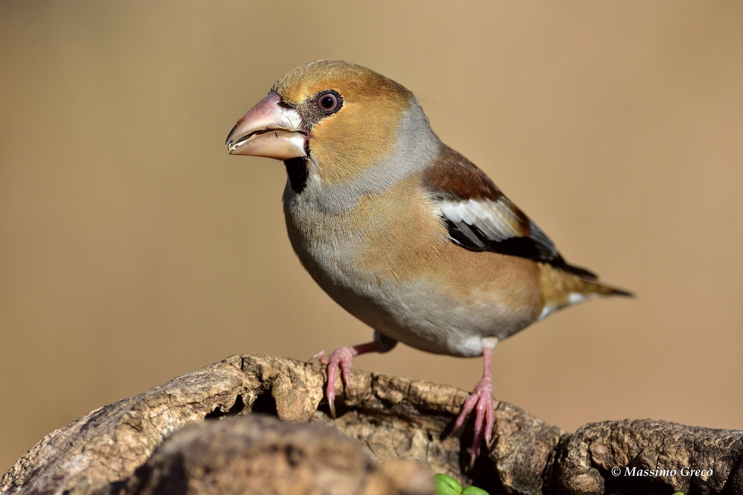 Frost (Coccothraustes coccothraustes)