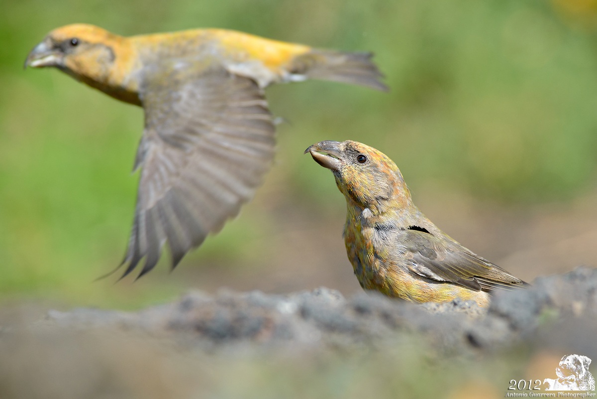 The alter ego!! (Crossbills)