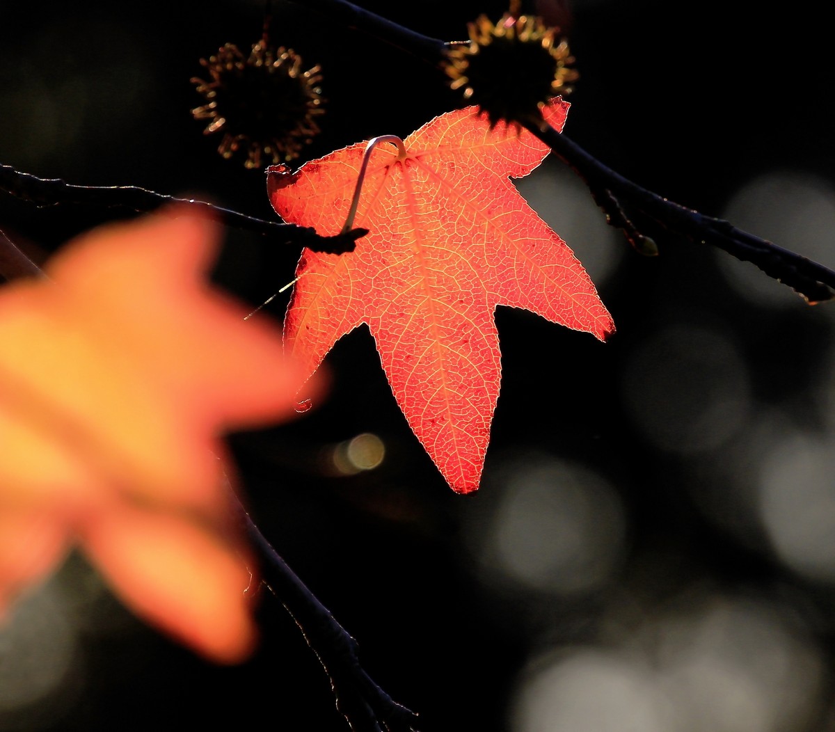 Lights and shadows in the woods