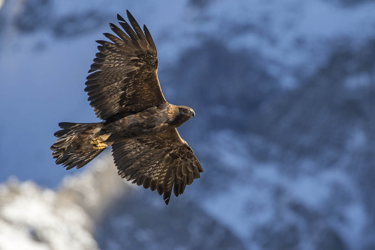 Golden Eagle
