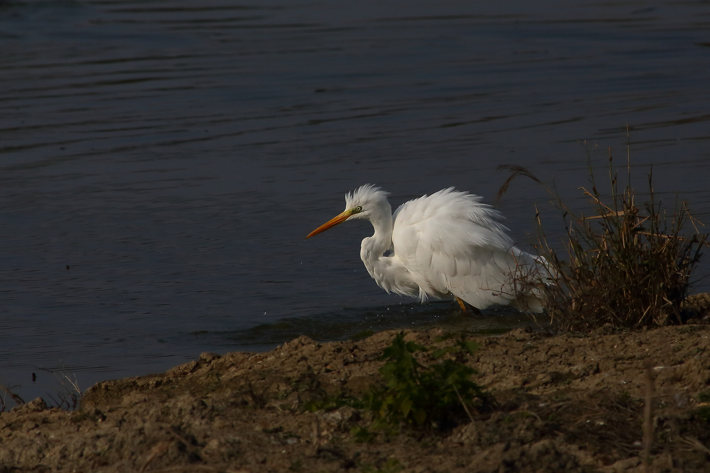 white heron