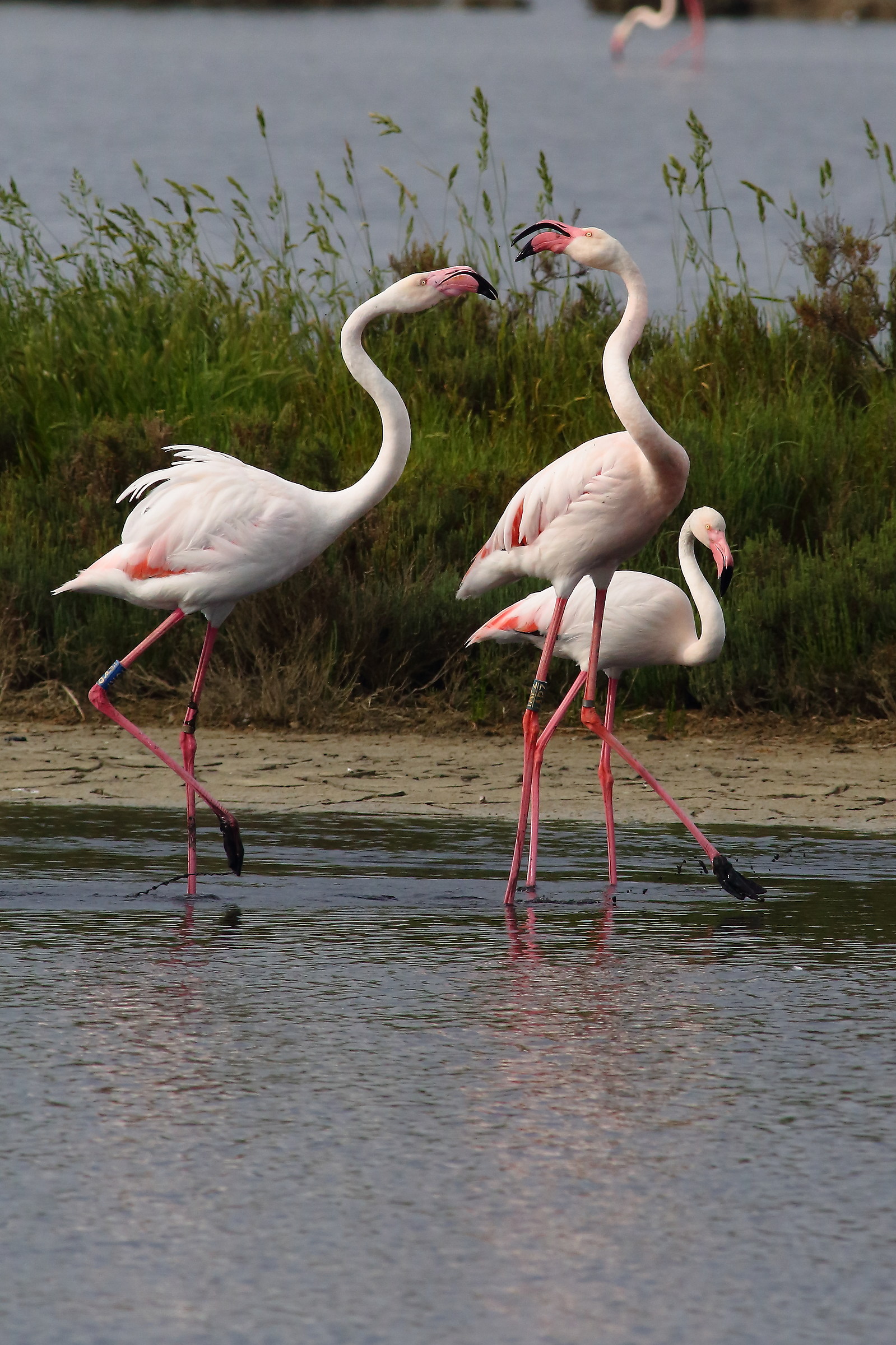flamingos
