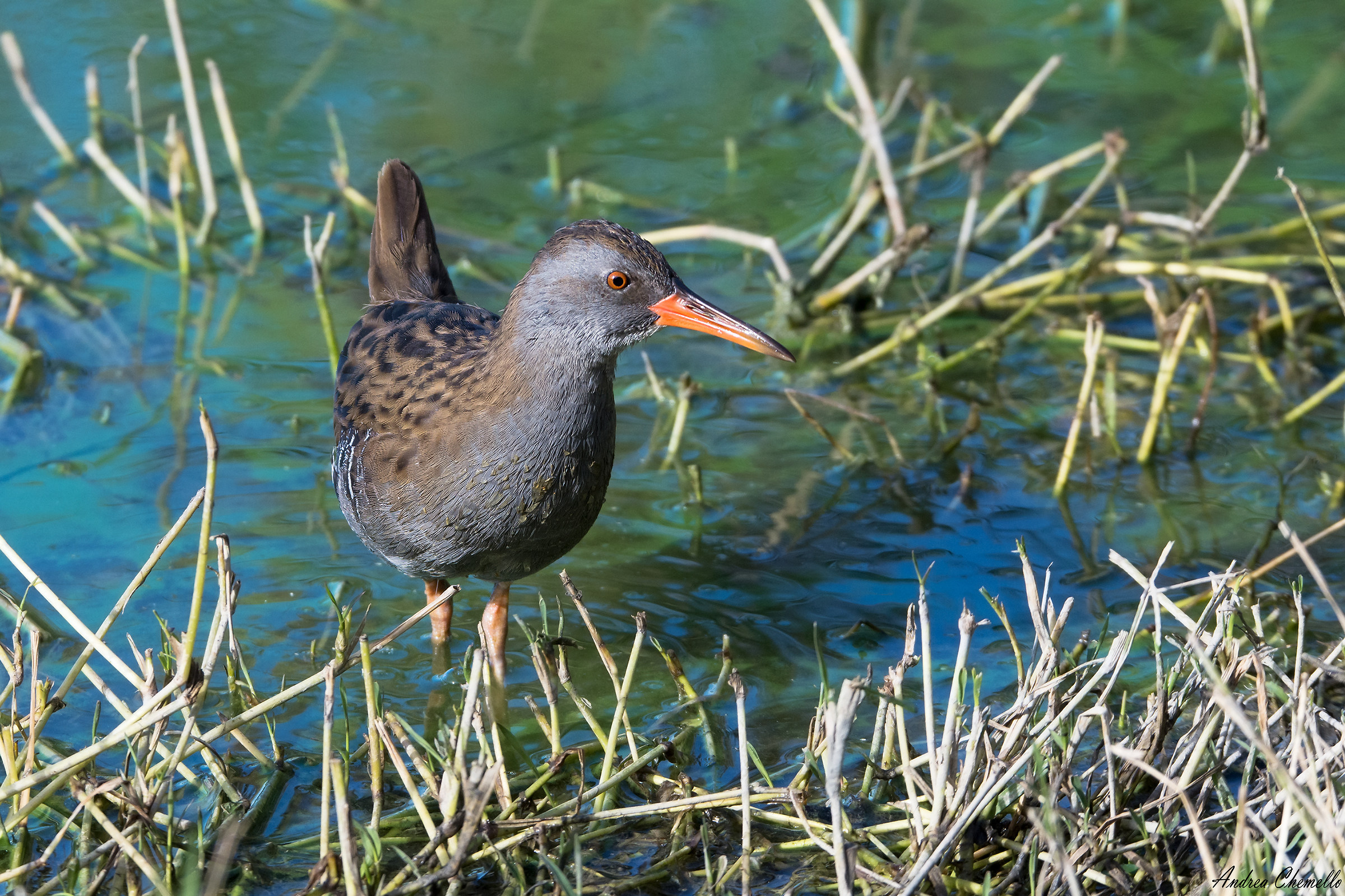 Porciglione (Rallus aquaticus)